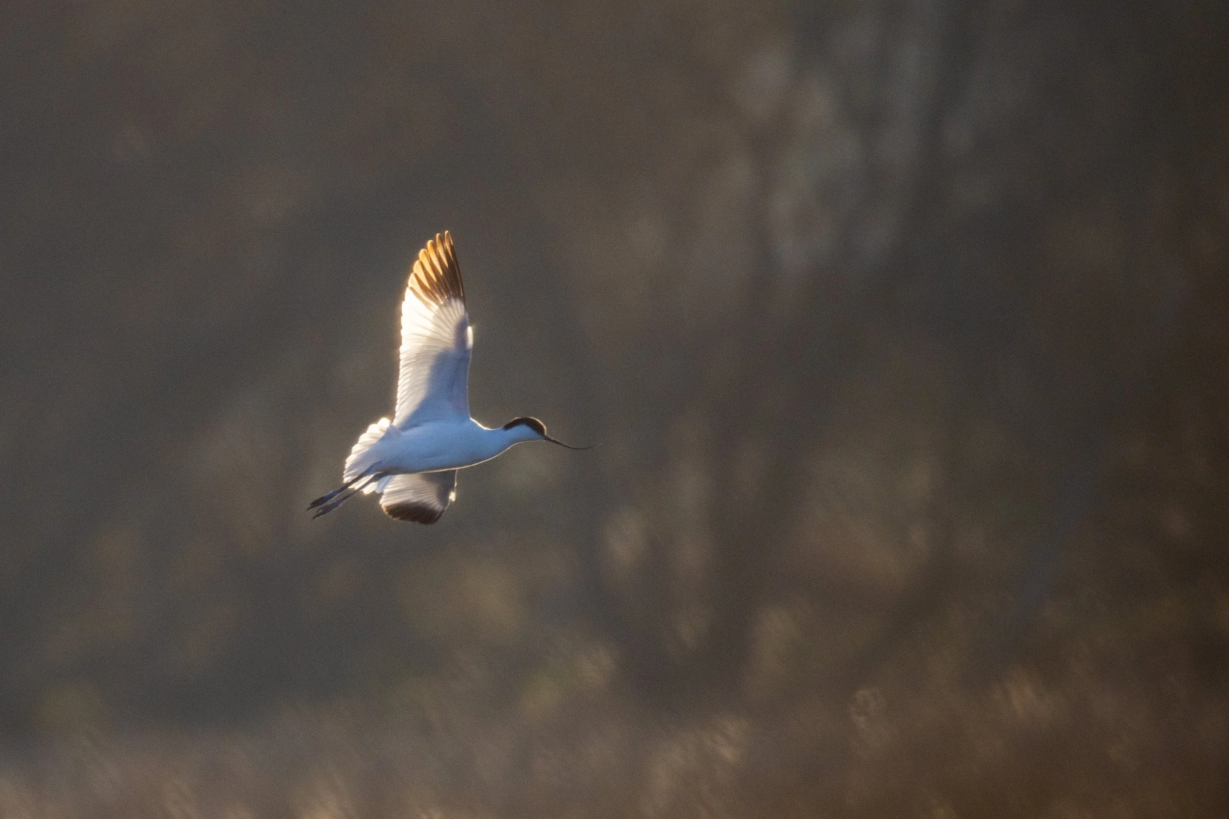 Lone Avocet coming into land on the Wytch Channel in Poole Harbour.
