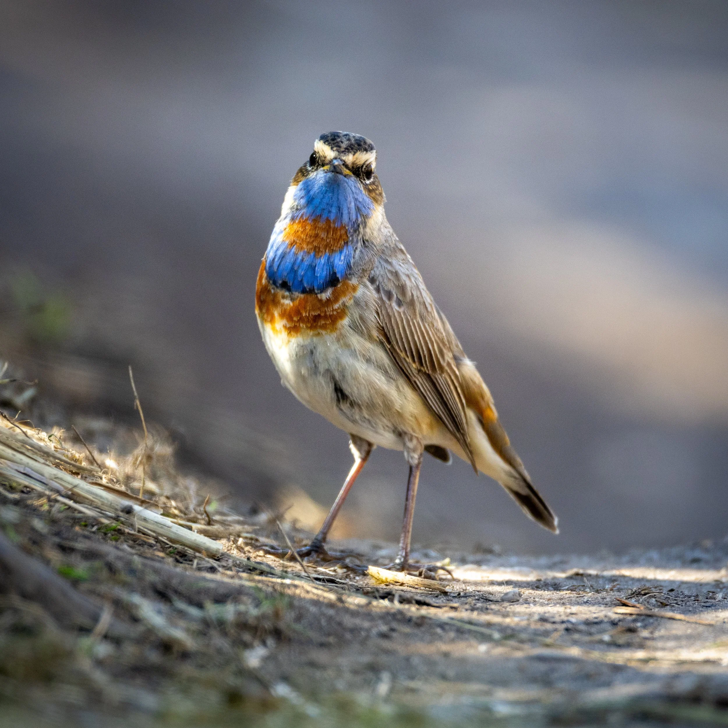Bluethroat - a rare passage bird photographed in the spring at Swyneham 