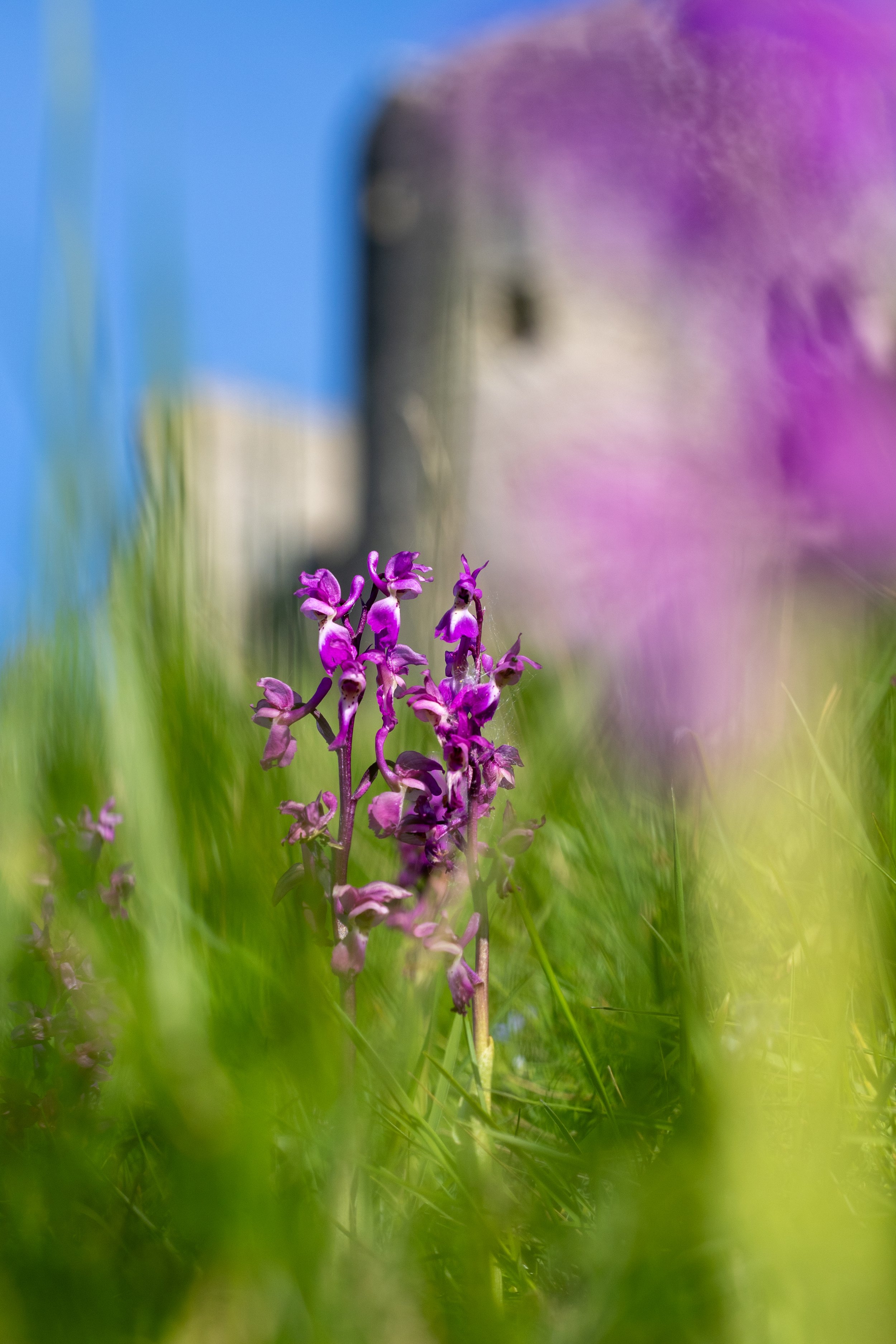 Common Spotted Orchids on the castle mound at Corfe Castle 