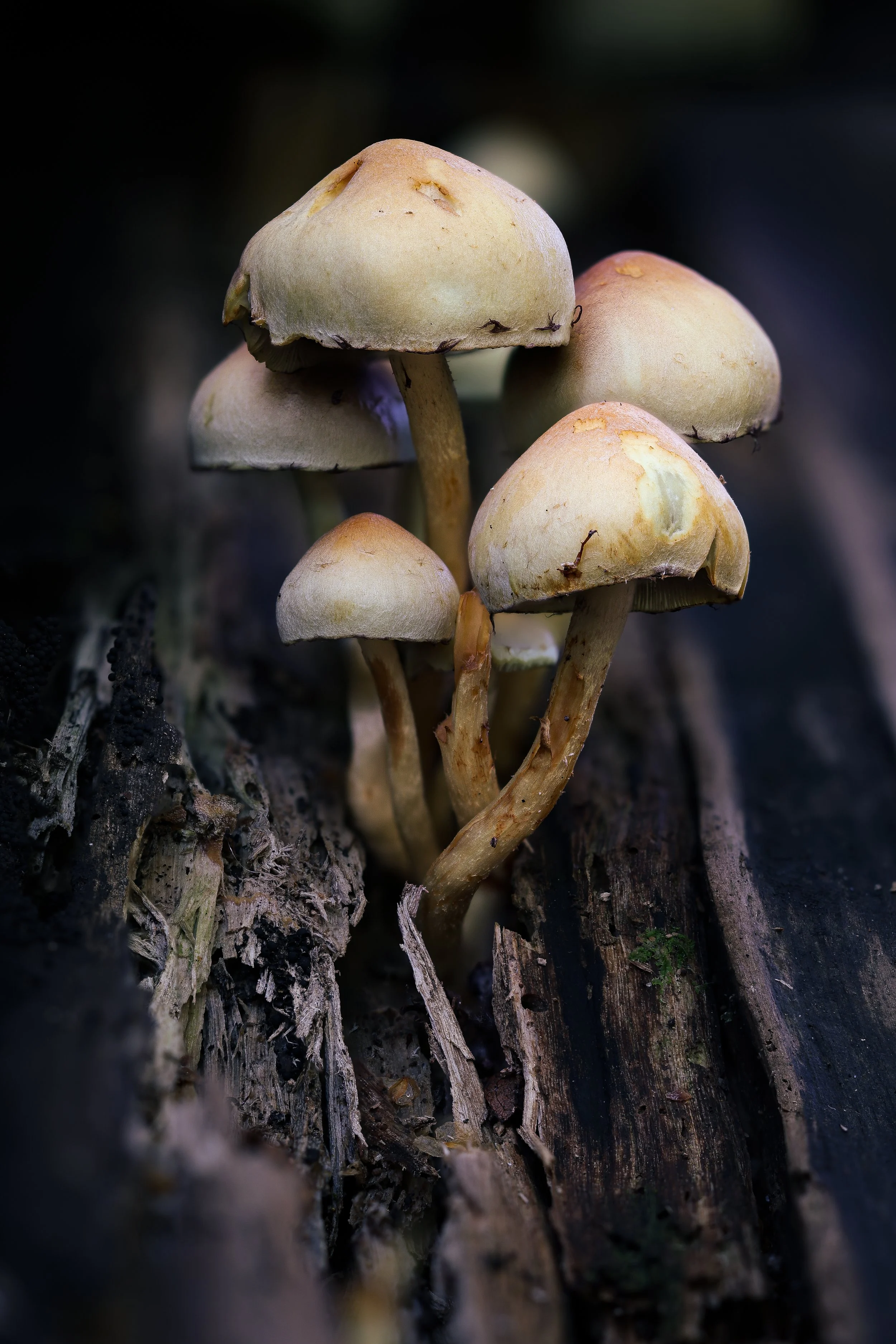 Mushroom on tree trunk.jpg