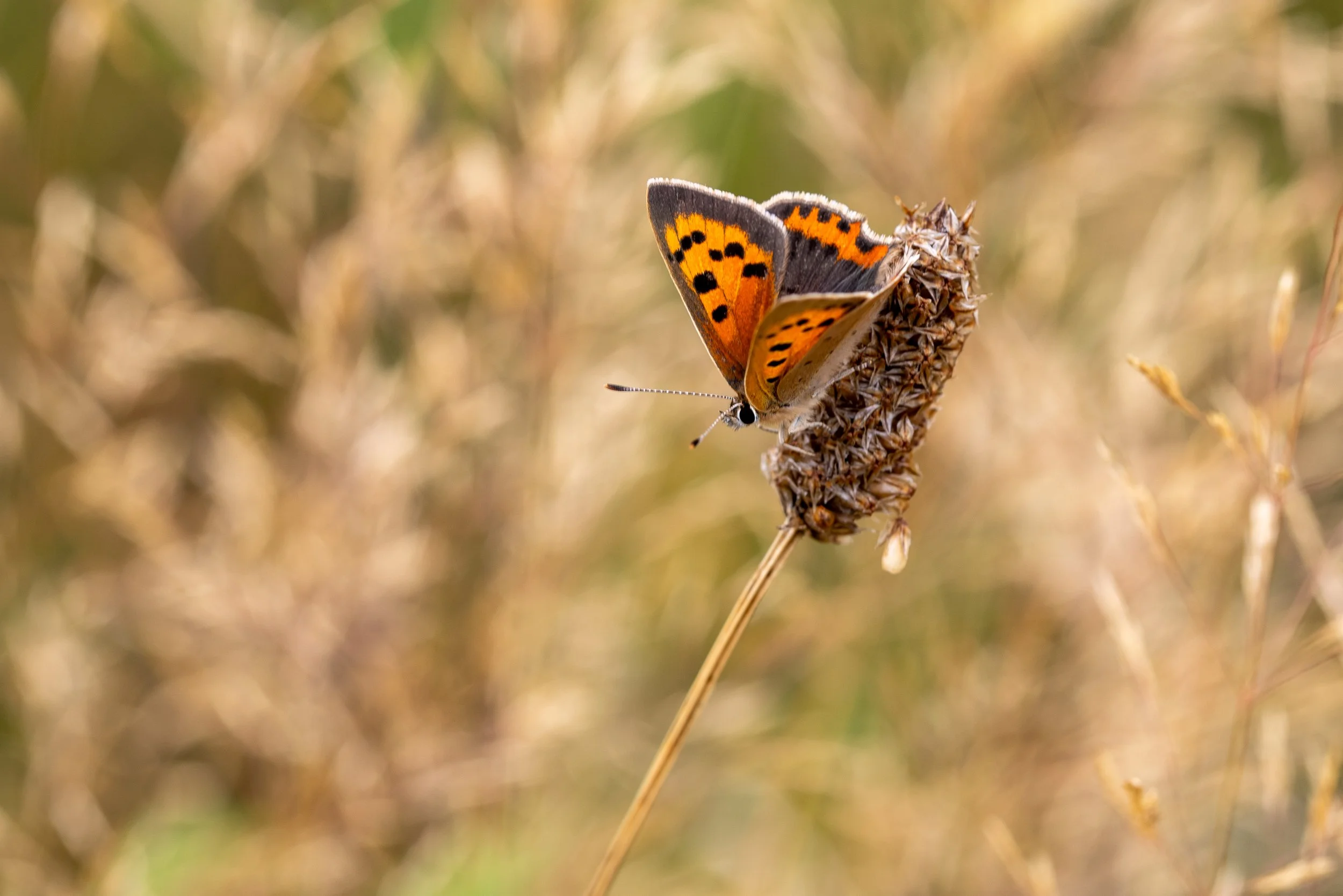 Small Copper Butterfly - Grassland near Ridge