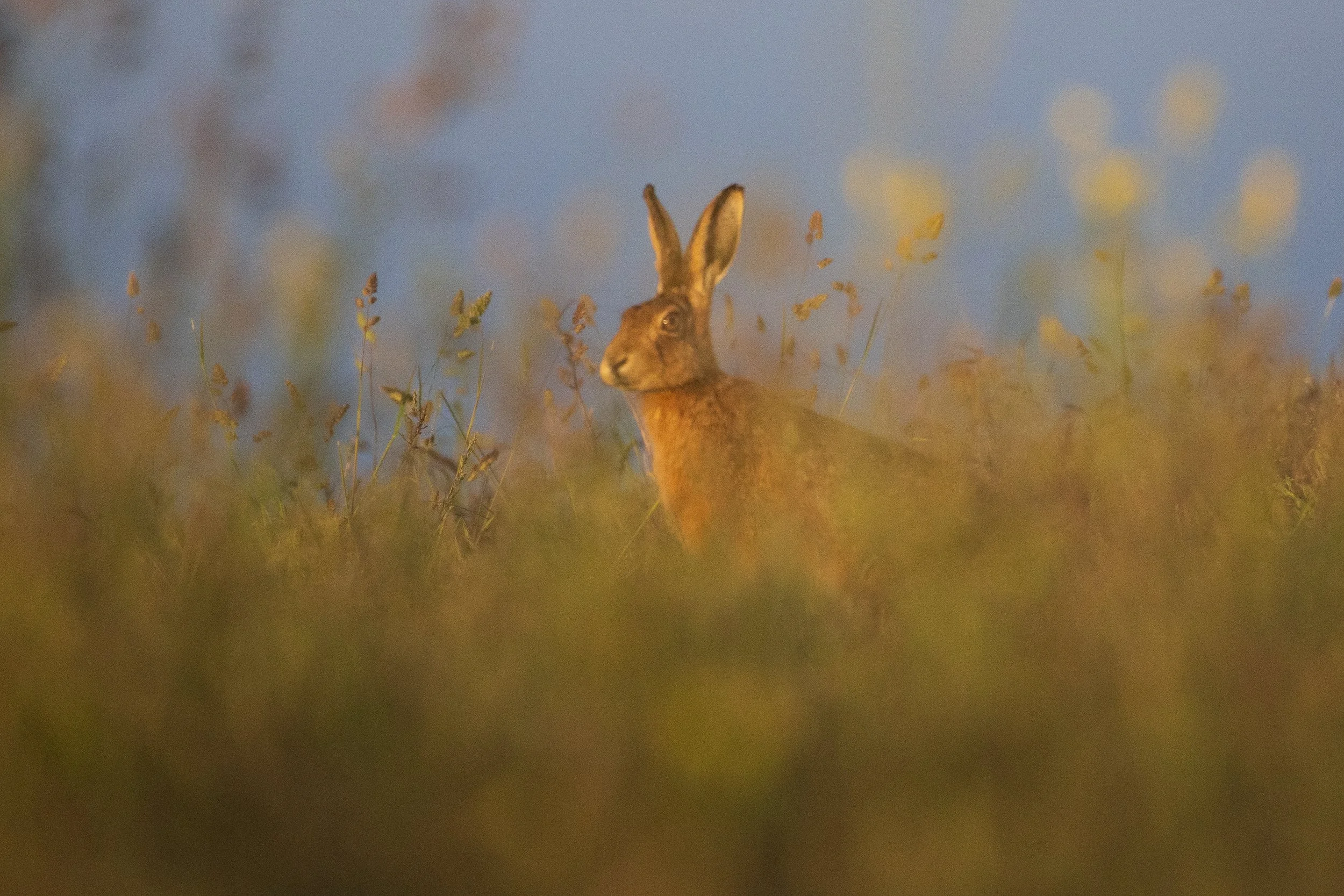 Brown Hare in a meadow in South Purbeck