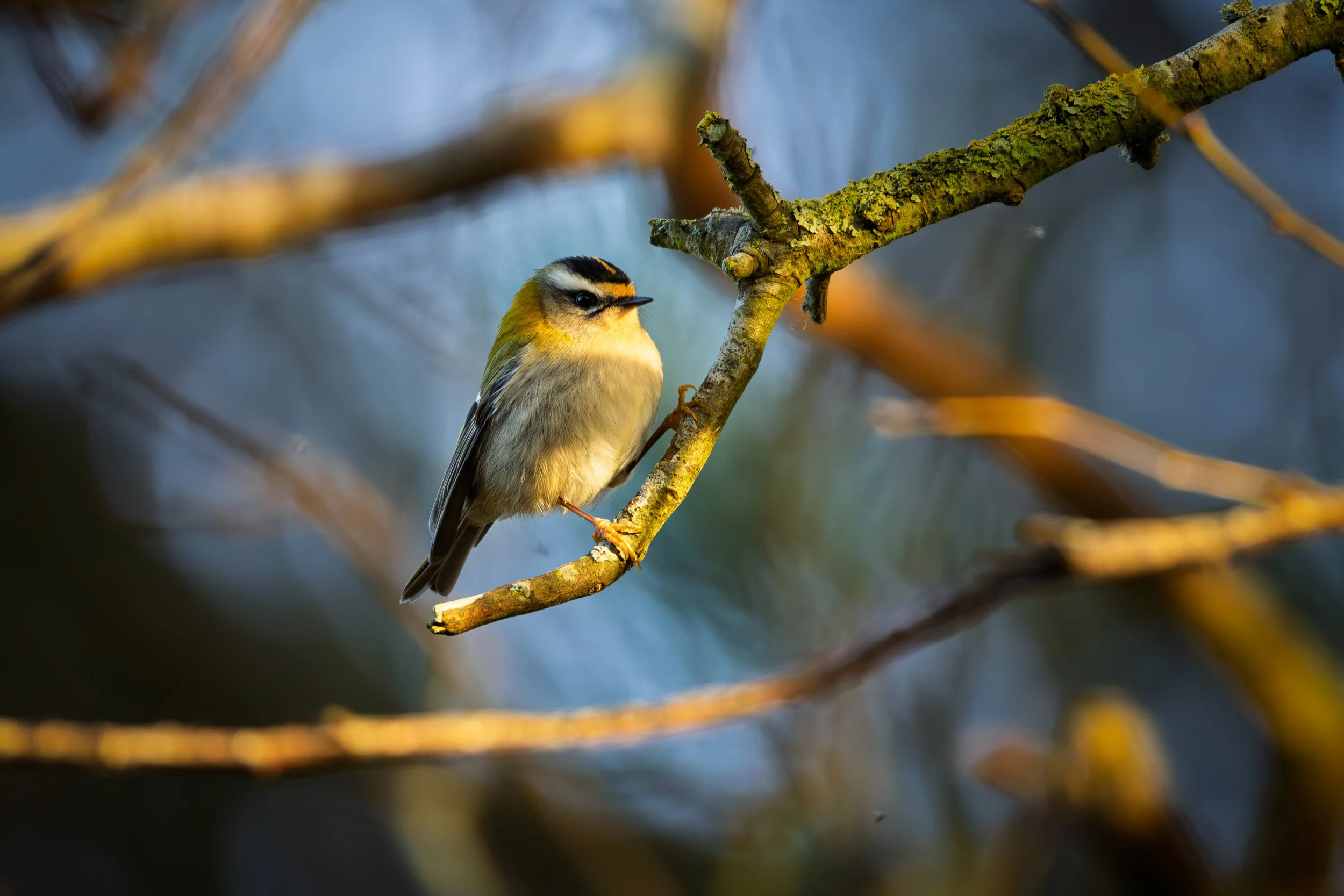 A firecrest perched on a tree branch with a blurred background.