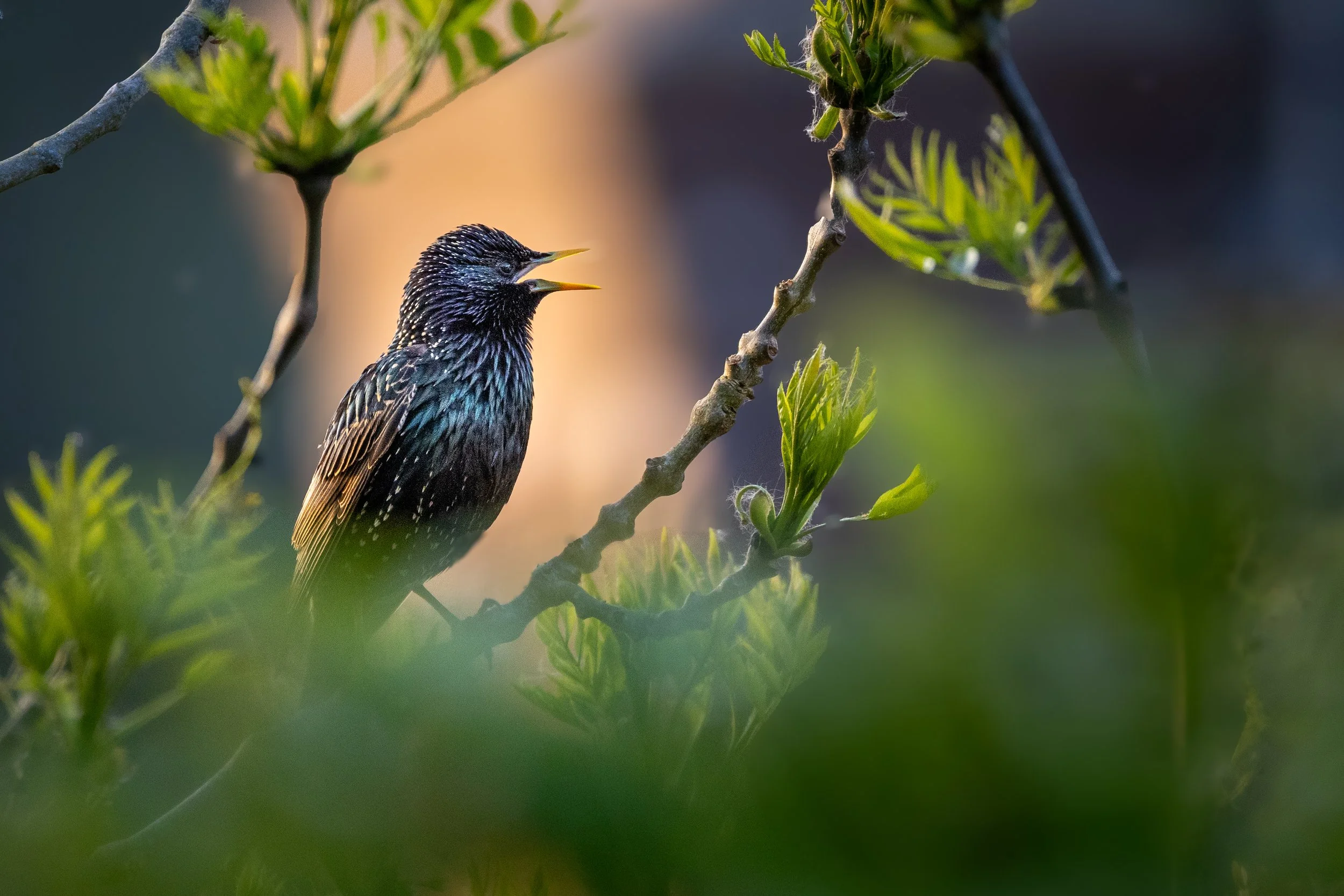 Singing starling in an ash tree - Wareham