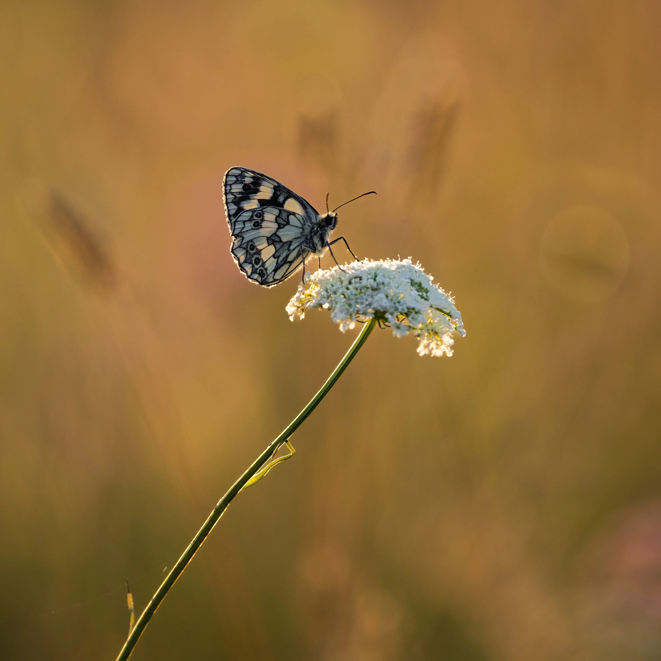 Marbled White Butterfly - Scotland Meadows