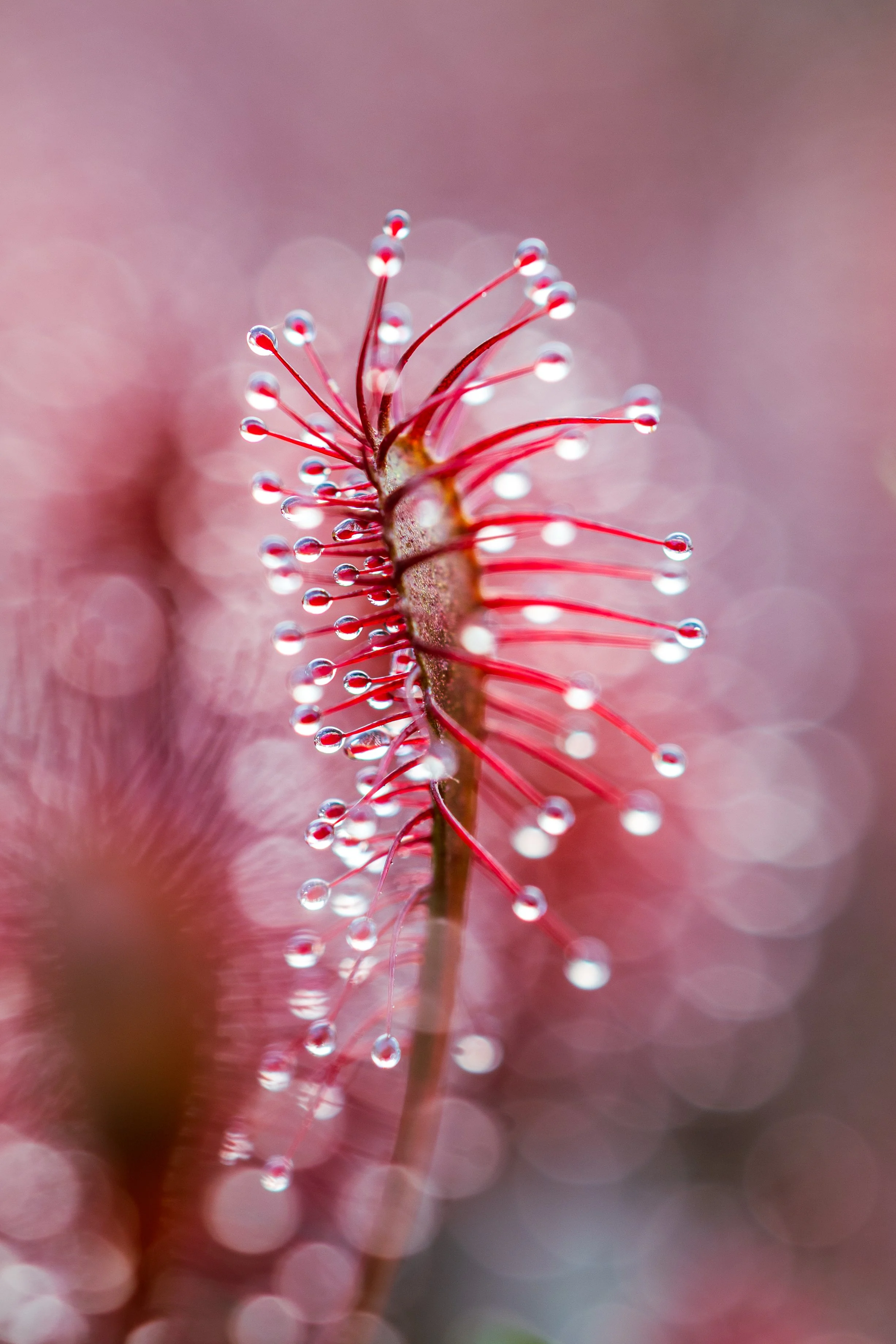 Oblong leaved sundew - Stoborough Heath, Purbeck