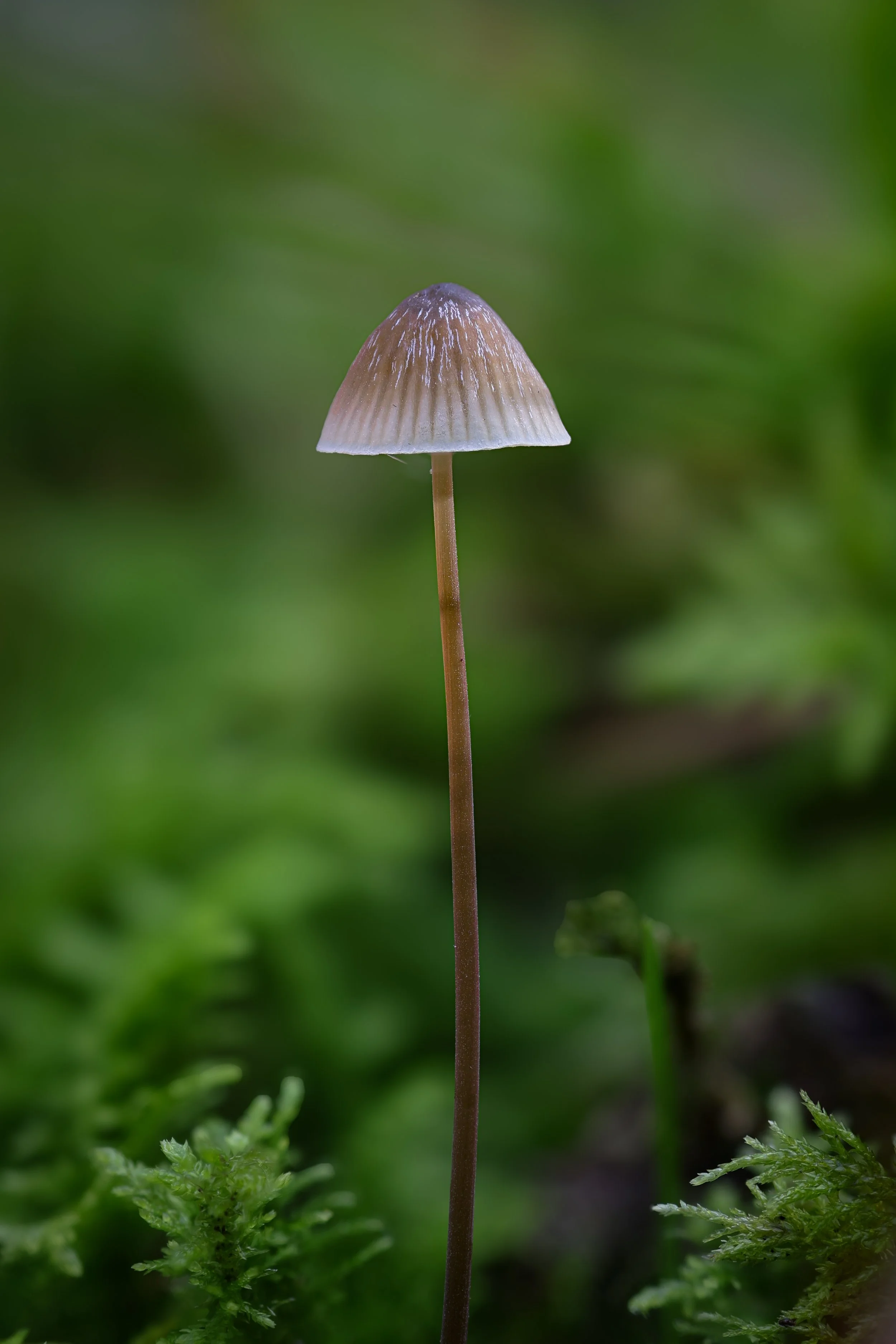Single delicate mushroom.jpg
