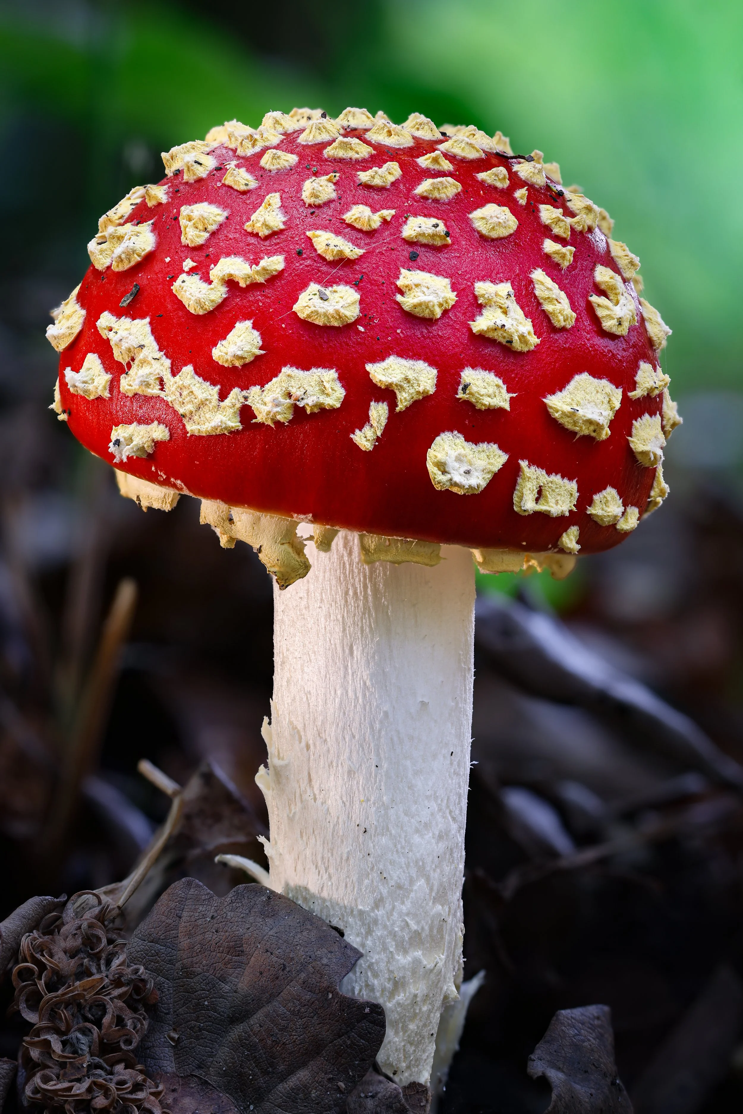 Fly agaric.jpg