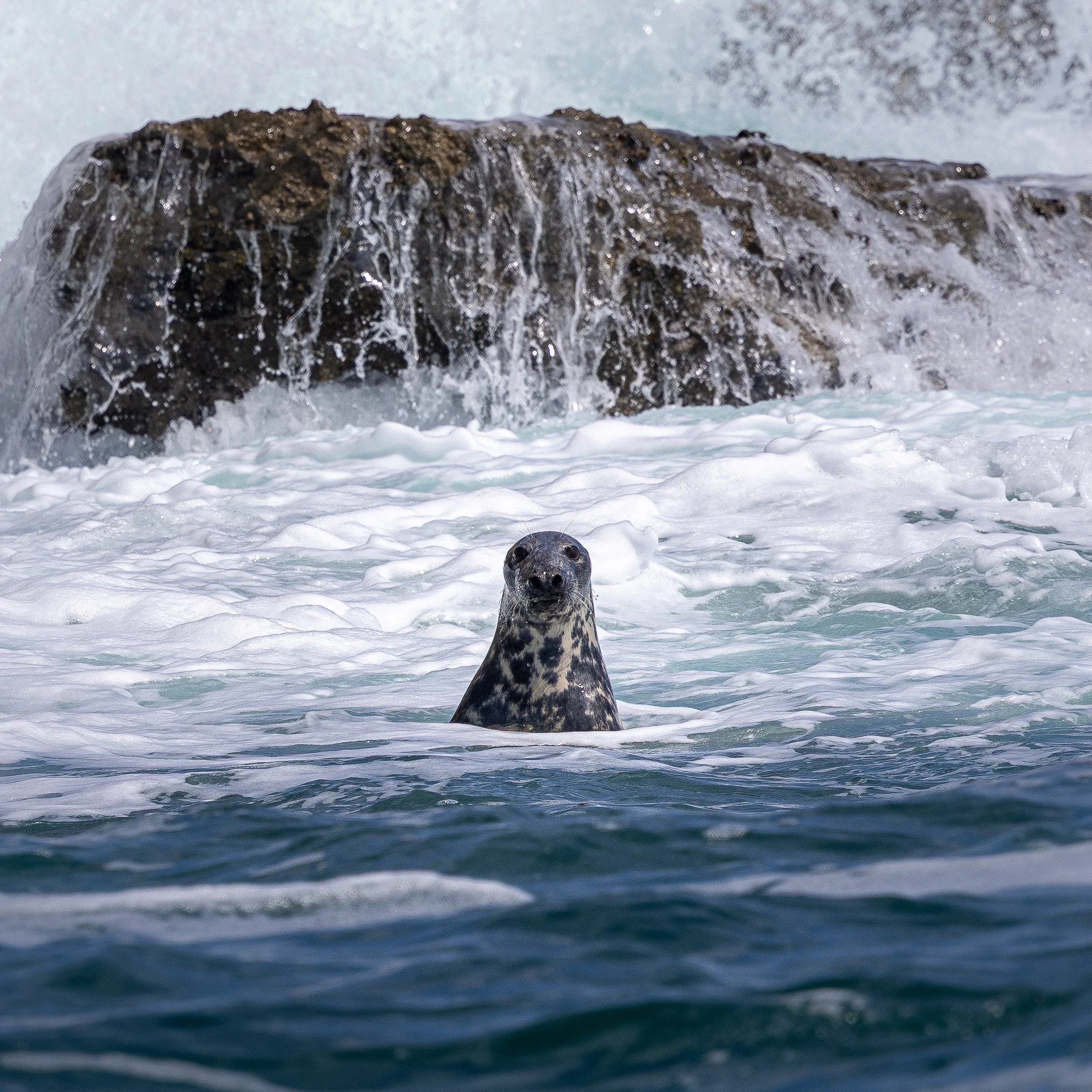 Grey Seal looking at boat off of the South Purbeck Coast