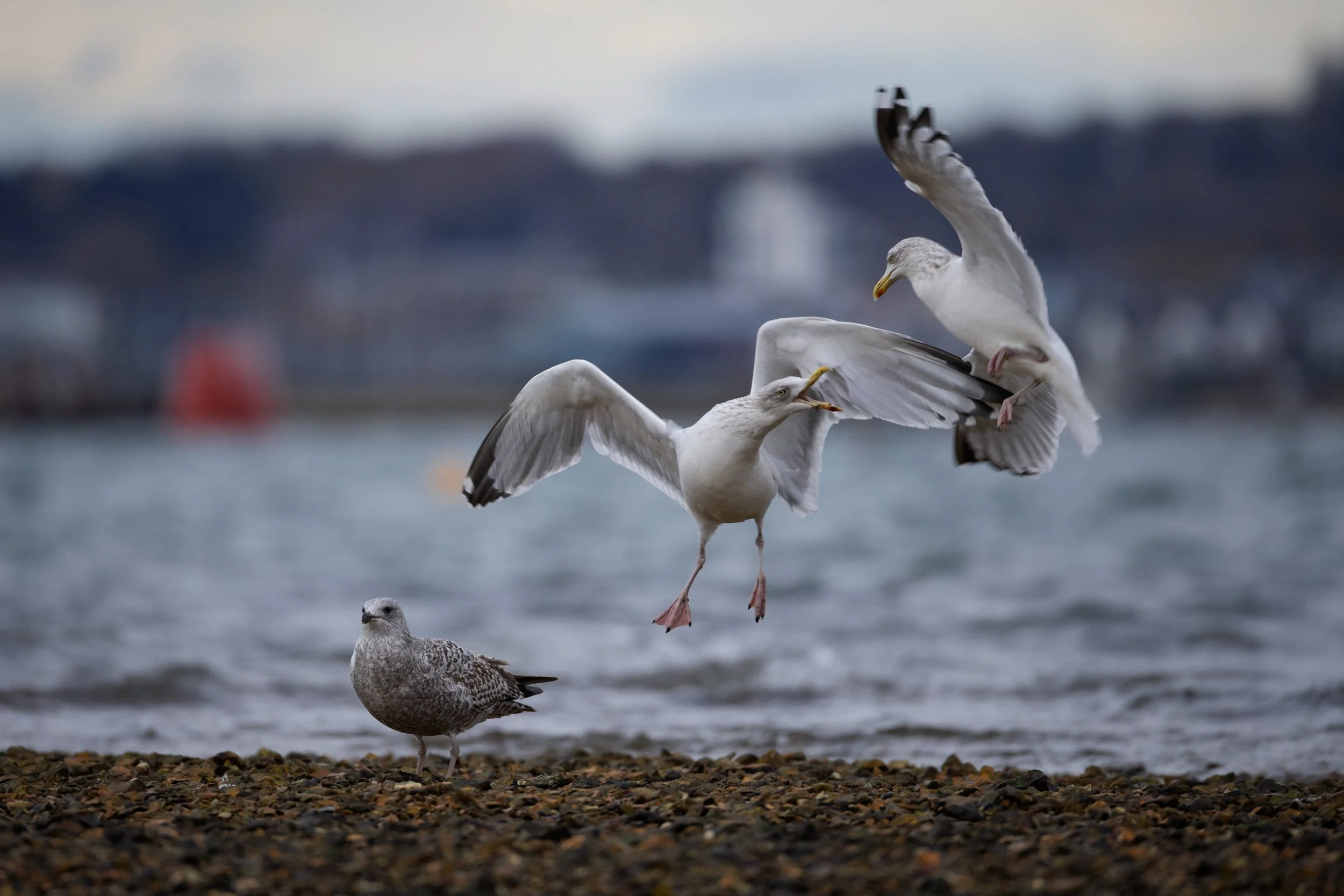 Squabbling Herring Gull on edge of Poole Harbour. Shell Bay, Studland