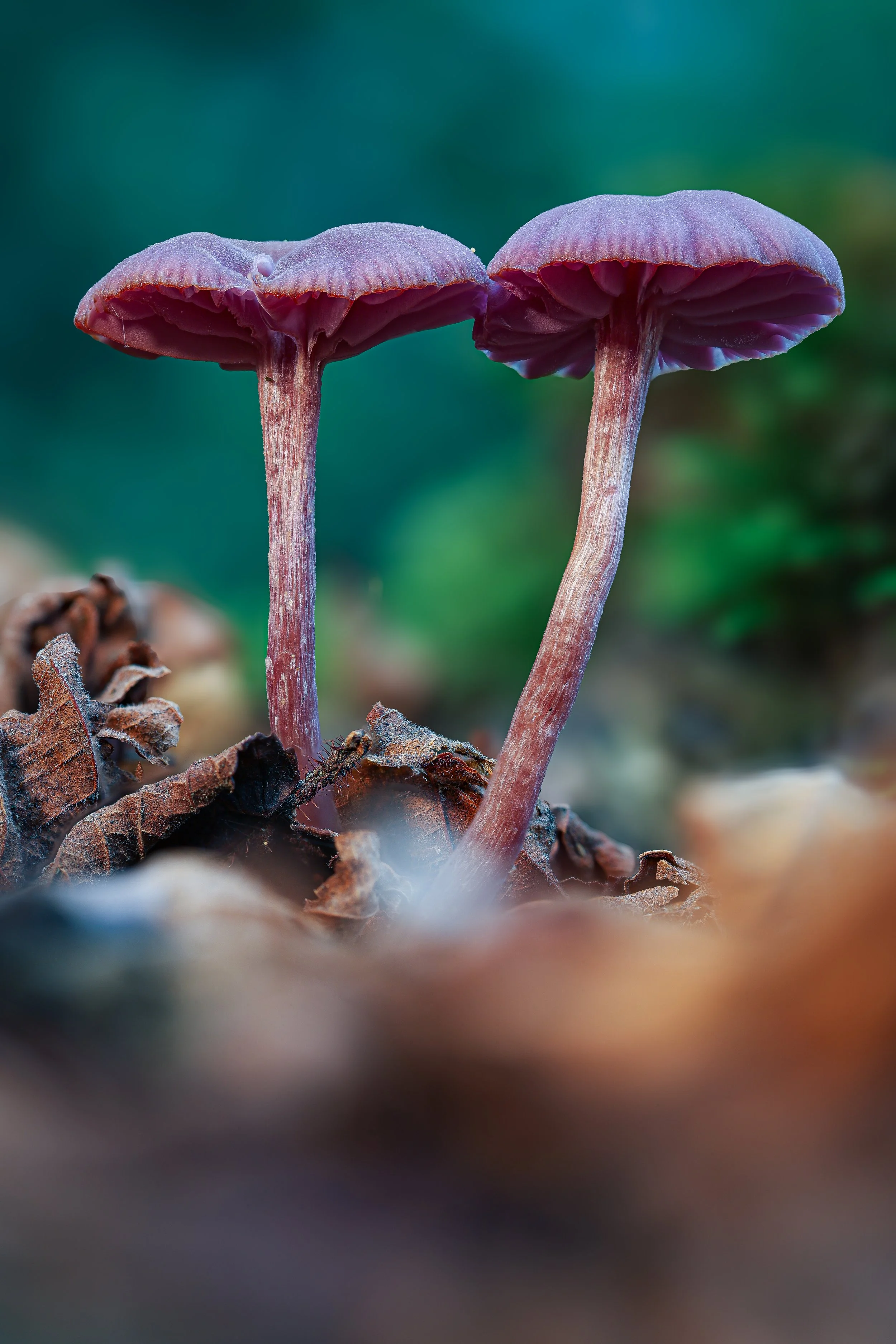 Purple amethyst mushroom.jpg