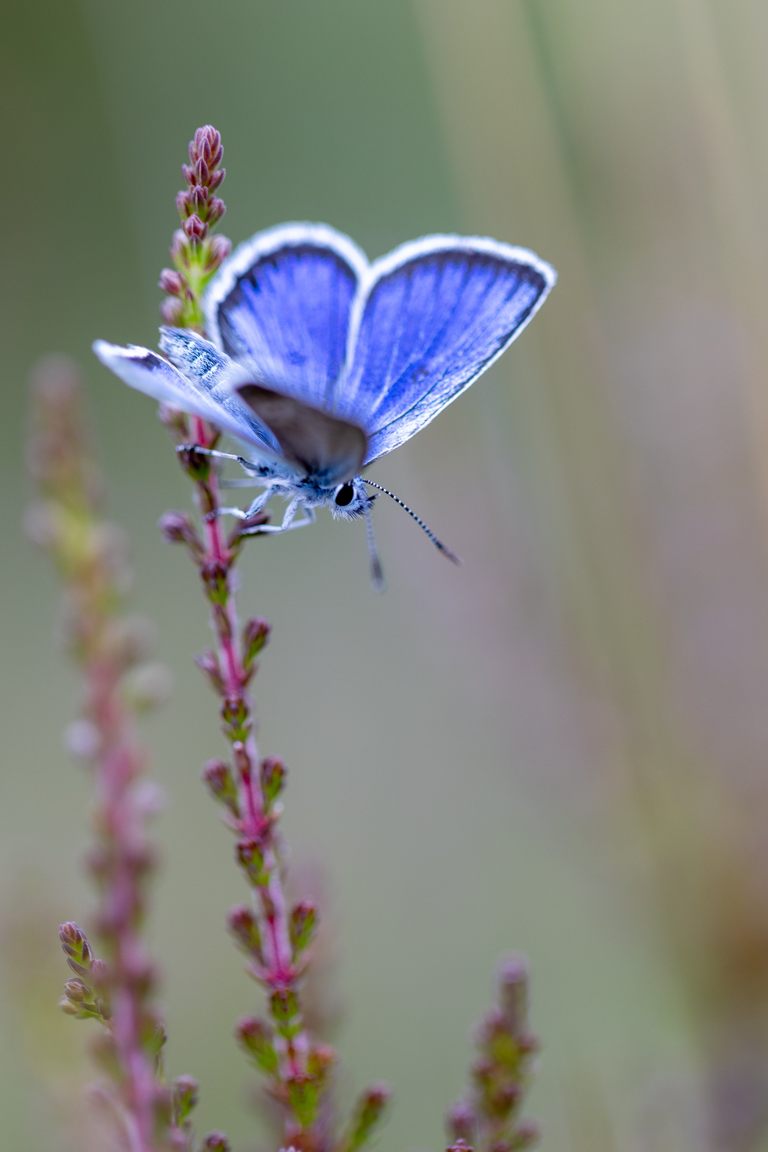 Silver-studded Blue Butterfly on Cross-leaved heather - Stoborough Heath