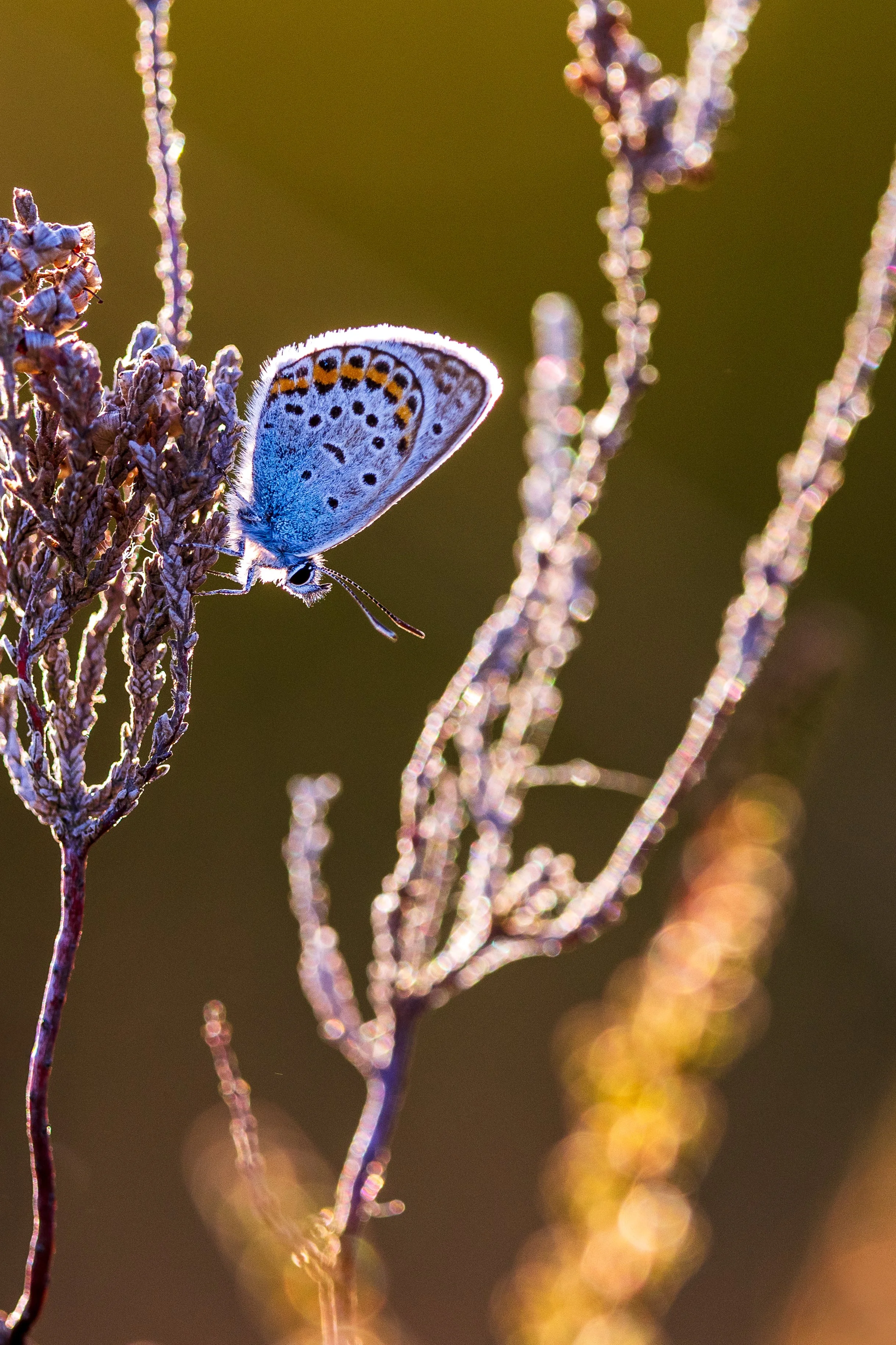 Silver-studded Blue Butterfly - Stoborough Heath
