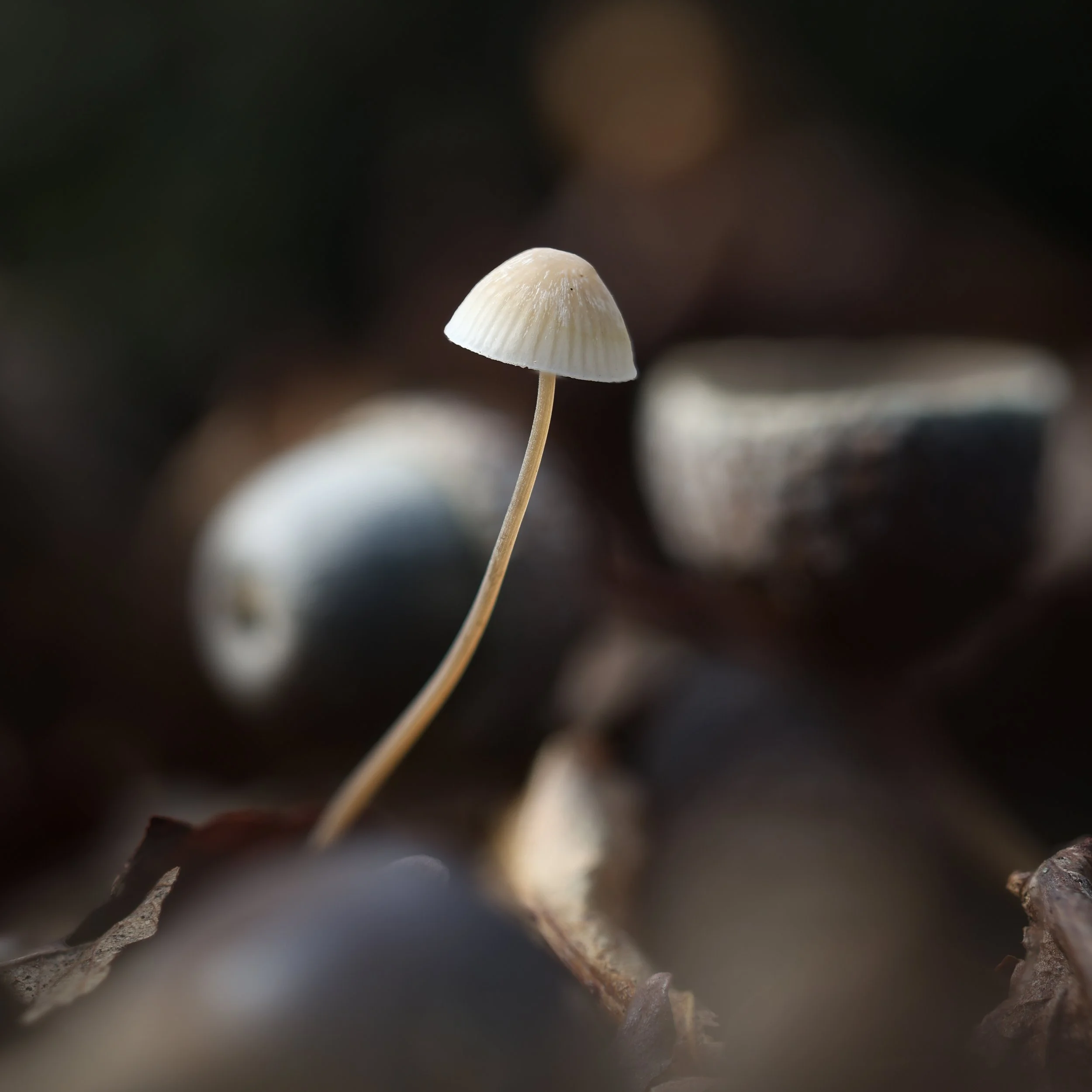 Small mushroom amongst acorn.jpg