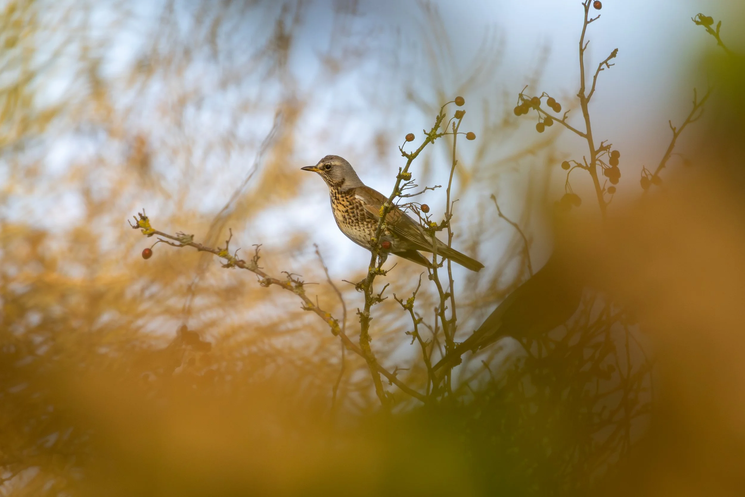 Fieldfare in a hawthorn bush - Middlebere, Purbeck