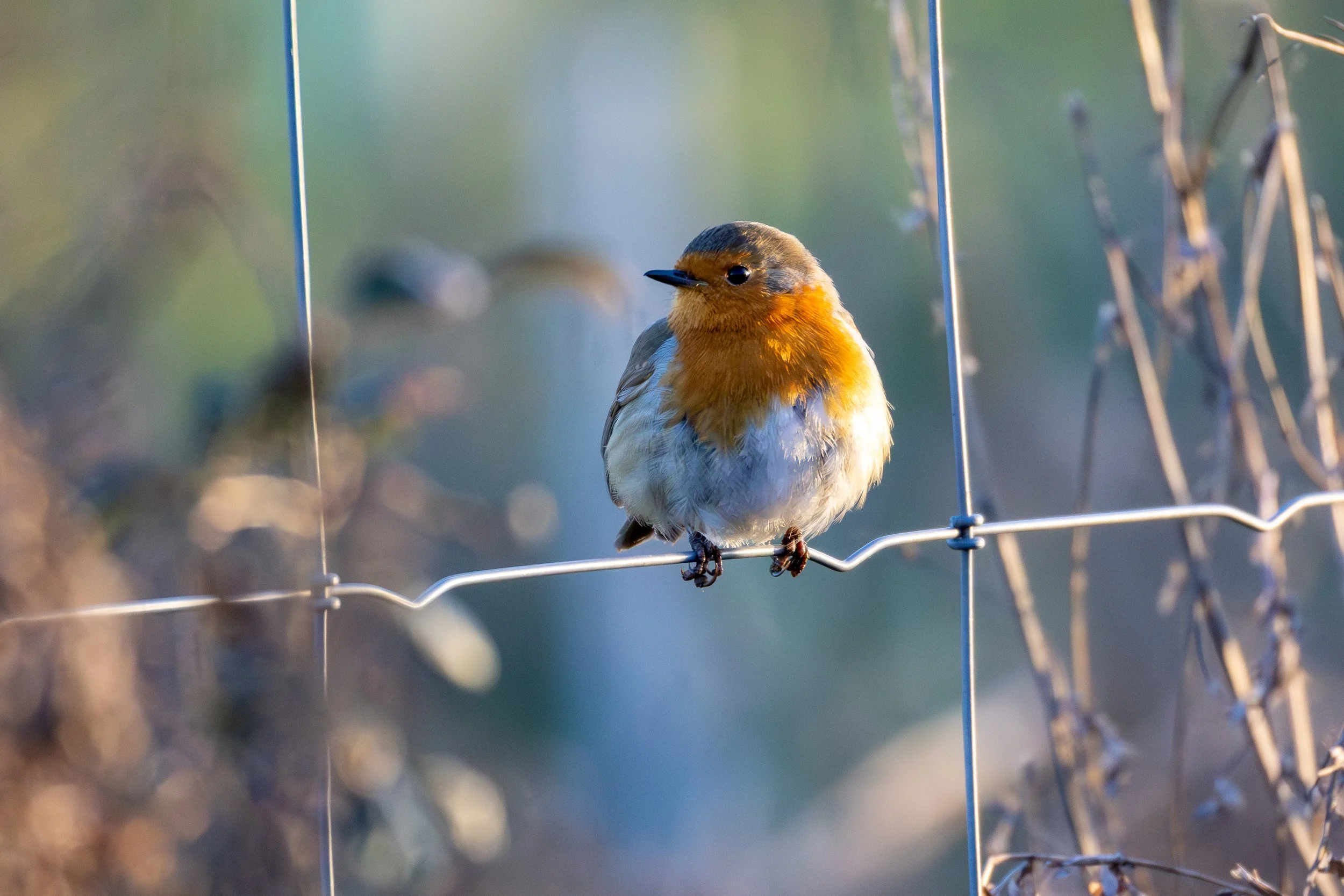 Robin on a fence