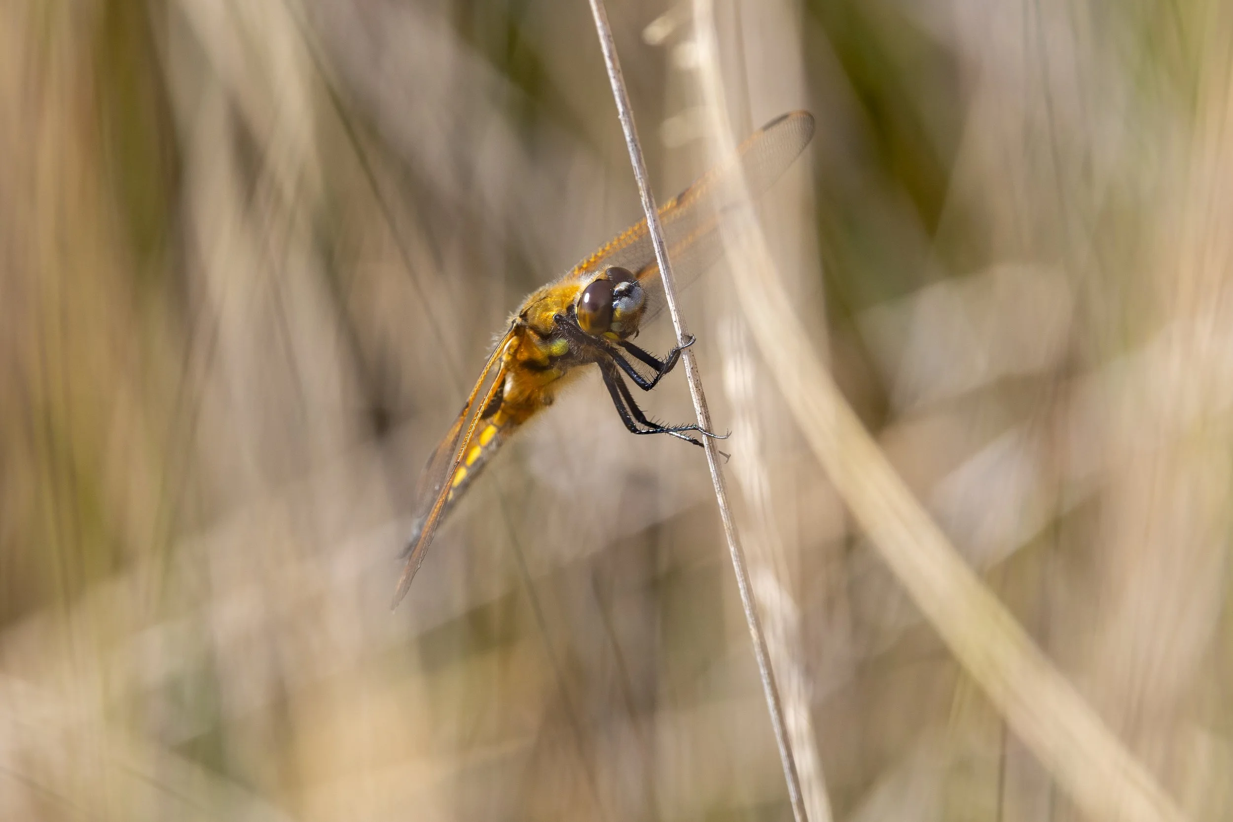 Four-spotted Chaser Dragonfly - Stoborough Heath