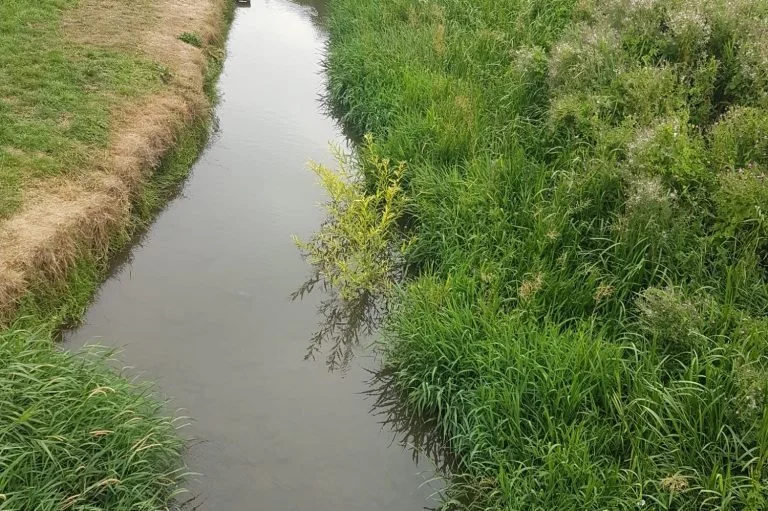 A narrow stream flowing through a grassy field with lush green plants on both sides.