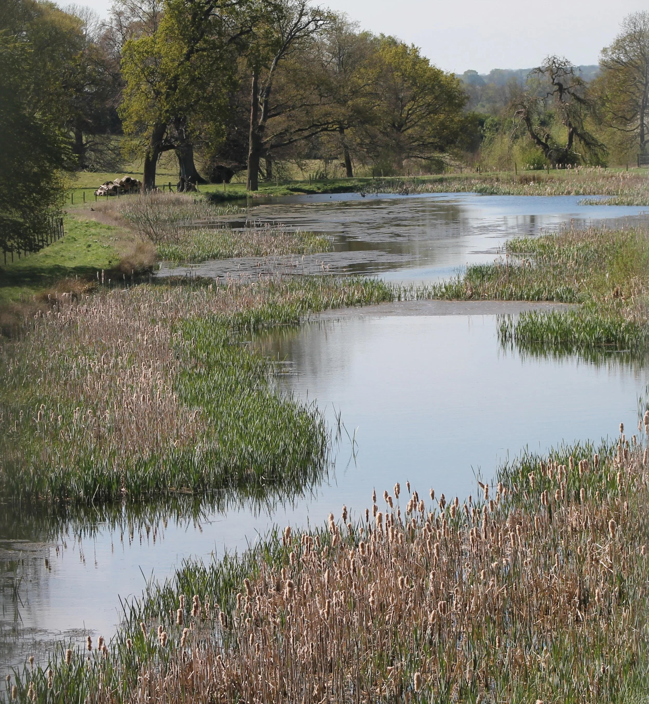 A peaceful wetland with a winding waterway surrounded by tall grass, reeds, and scattered trees with budding leaves, under a clear sky.