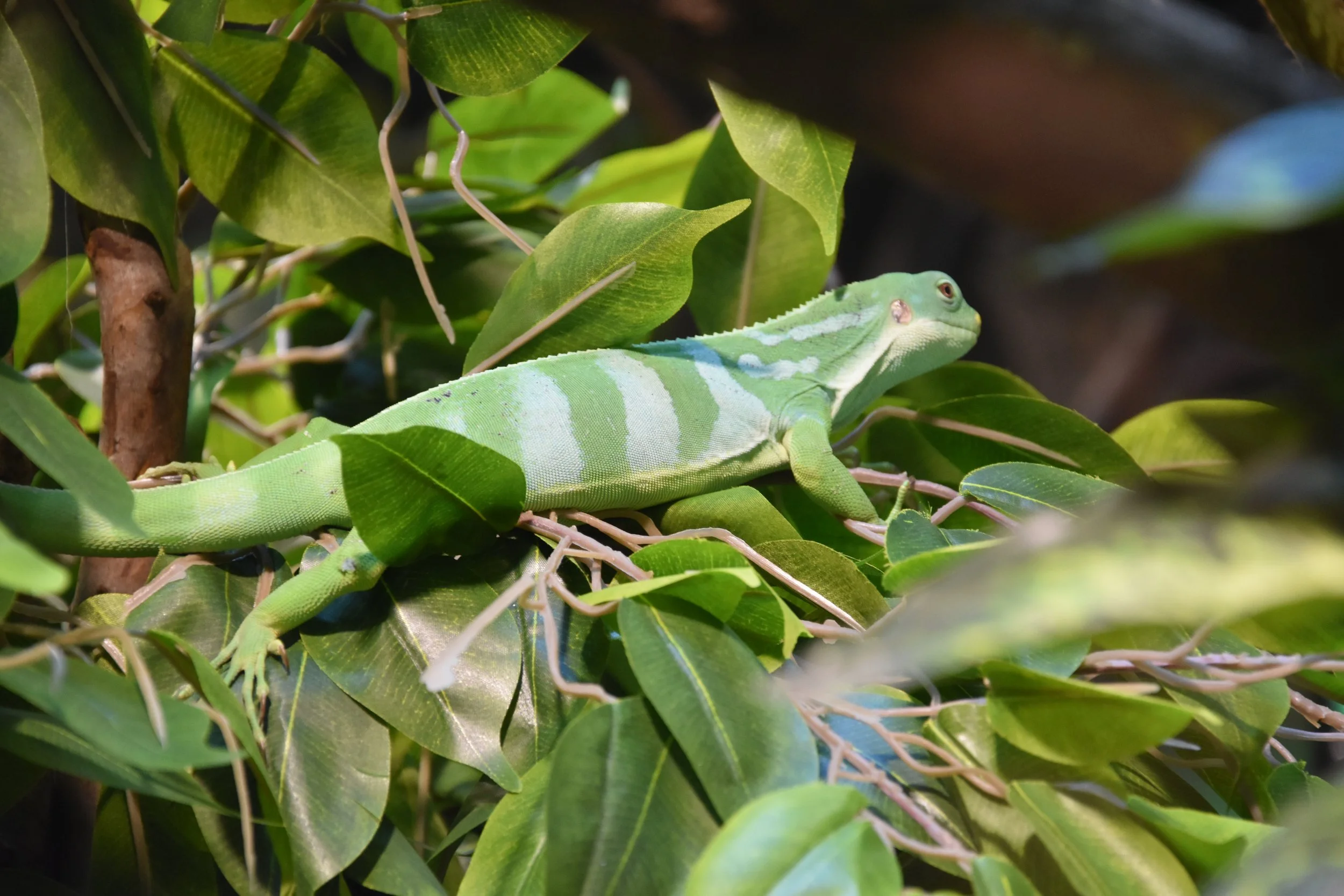 DSC_0671.JPG