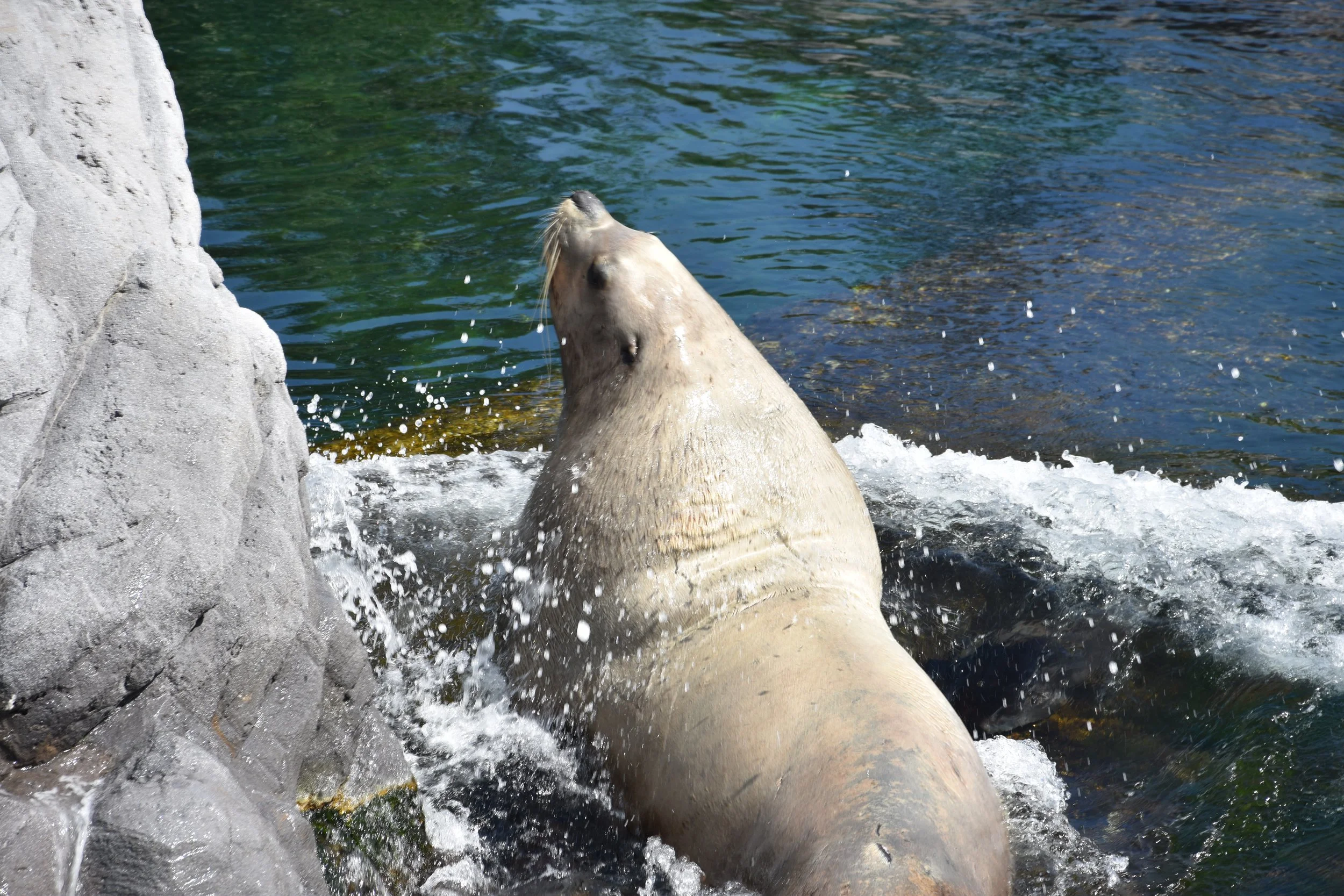 DSC_0779.JPG