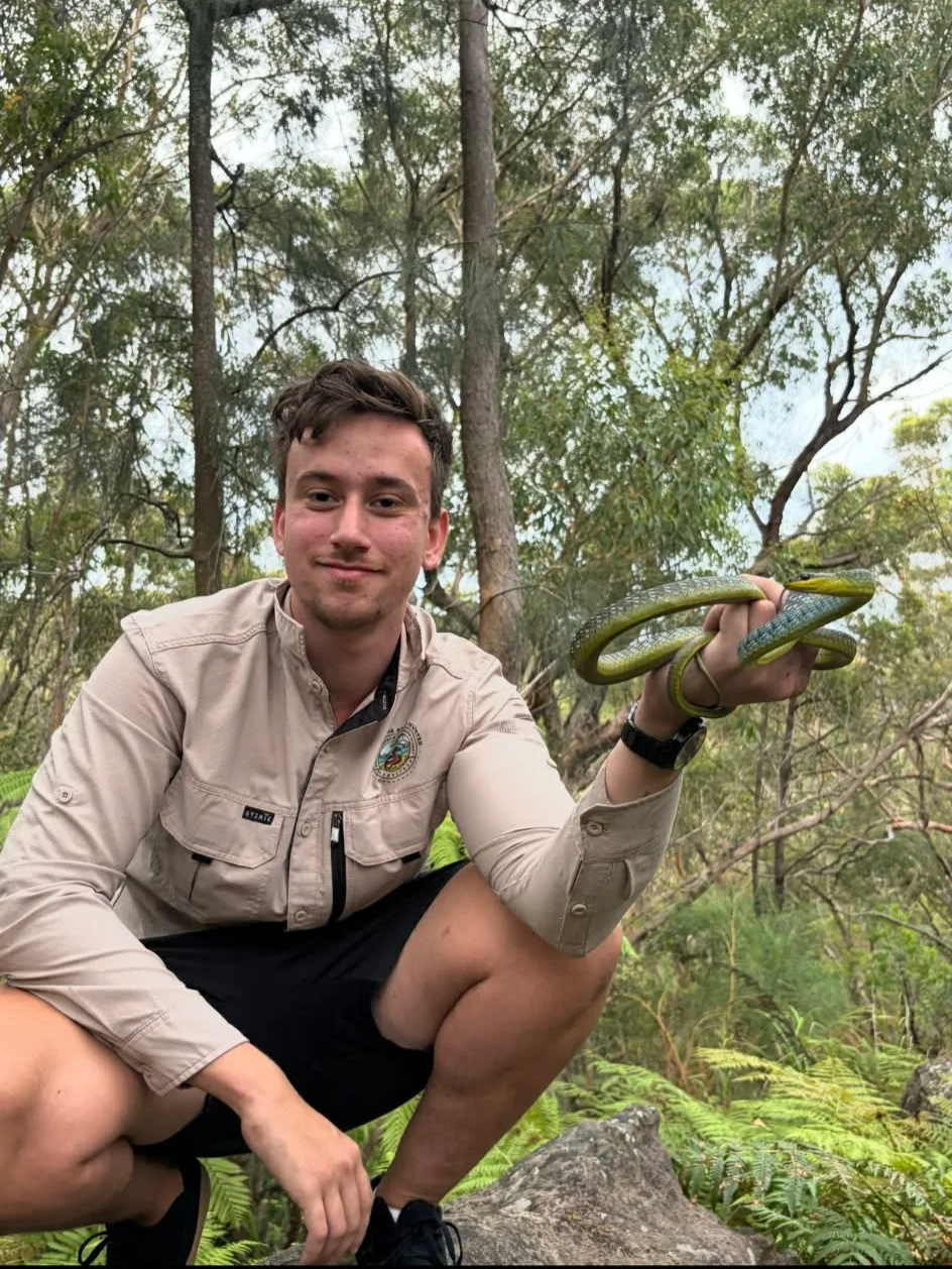 Common Tree Snake - Engadine