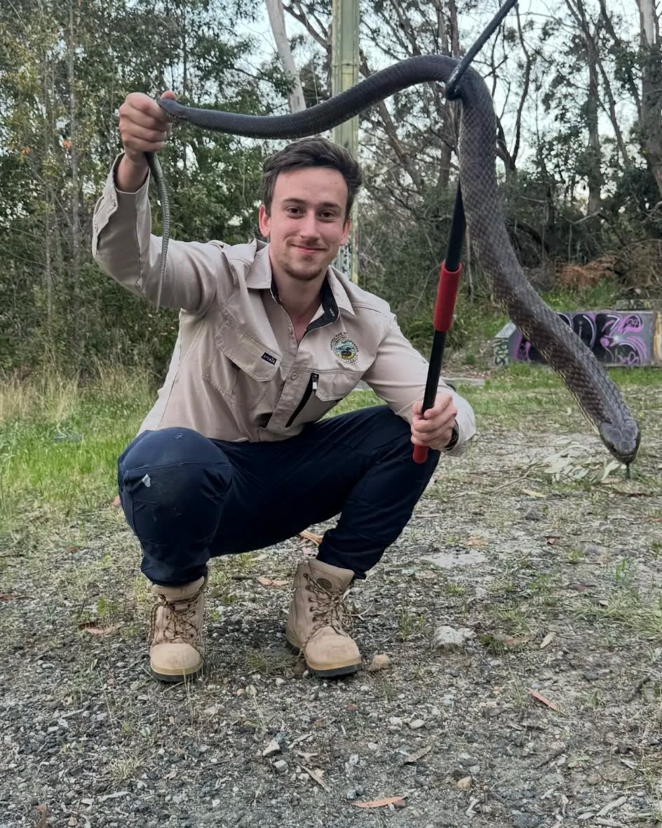 Tiger Snake - Blue Mountains