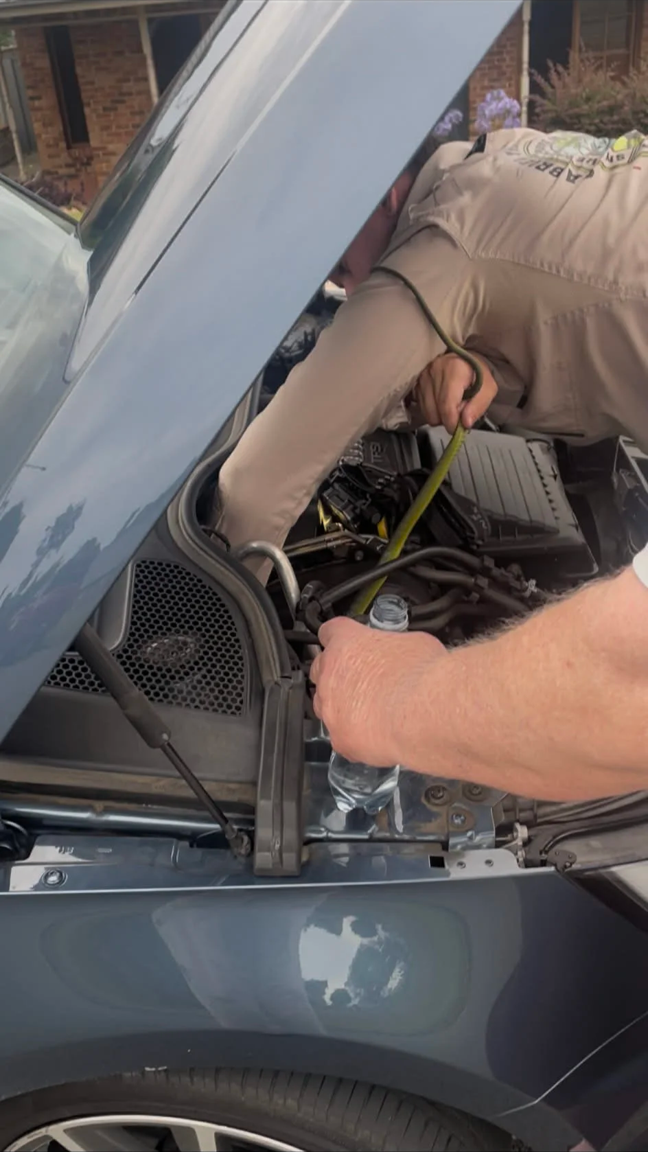 Common Tree Snake - Cronulla