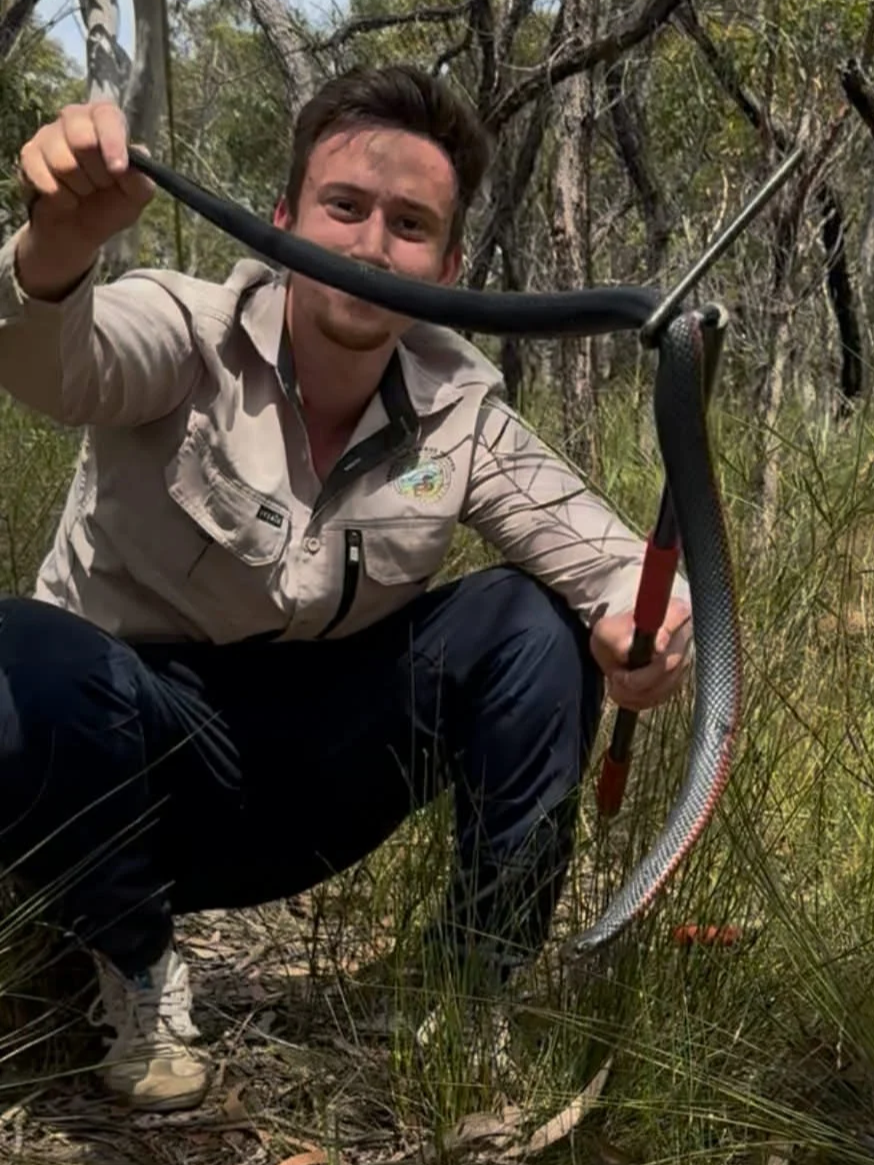 Red Belly Black - Helensburgh