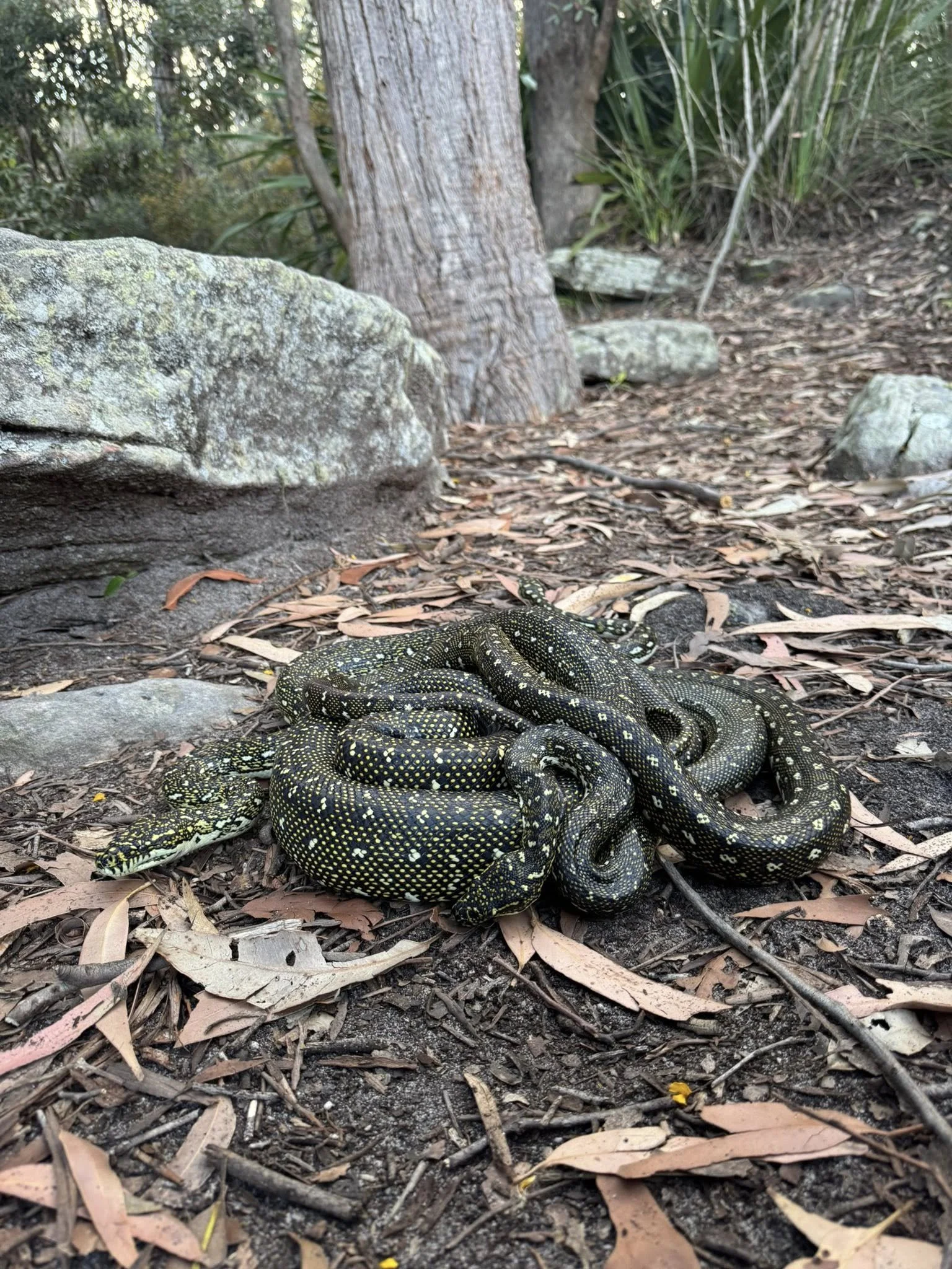 Breeding Ball Of Diamond Pythons - Stanwell Park