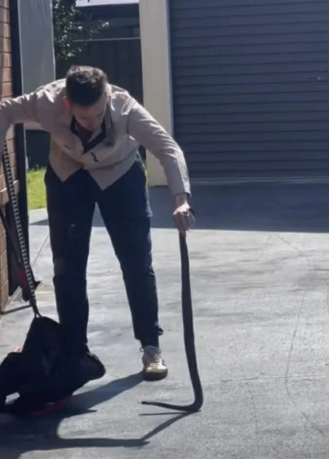 Red Bellied Black - Quakers Hill