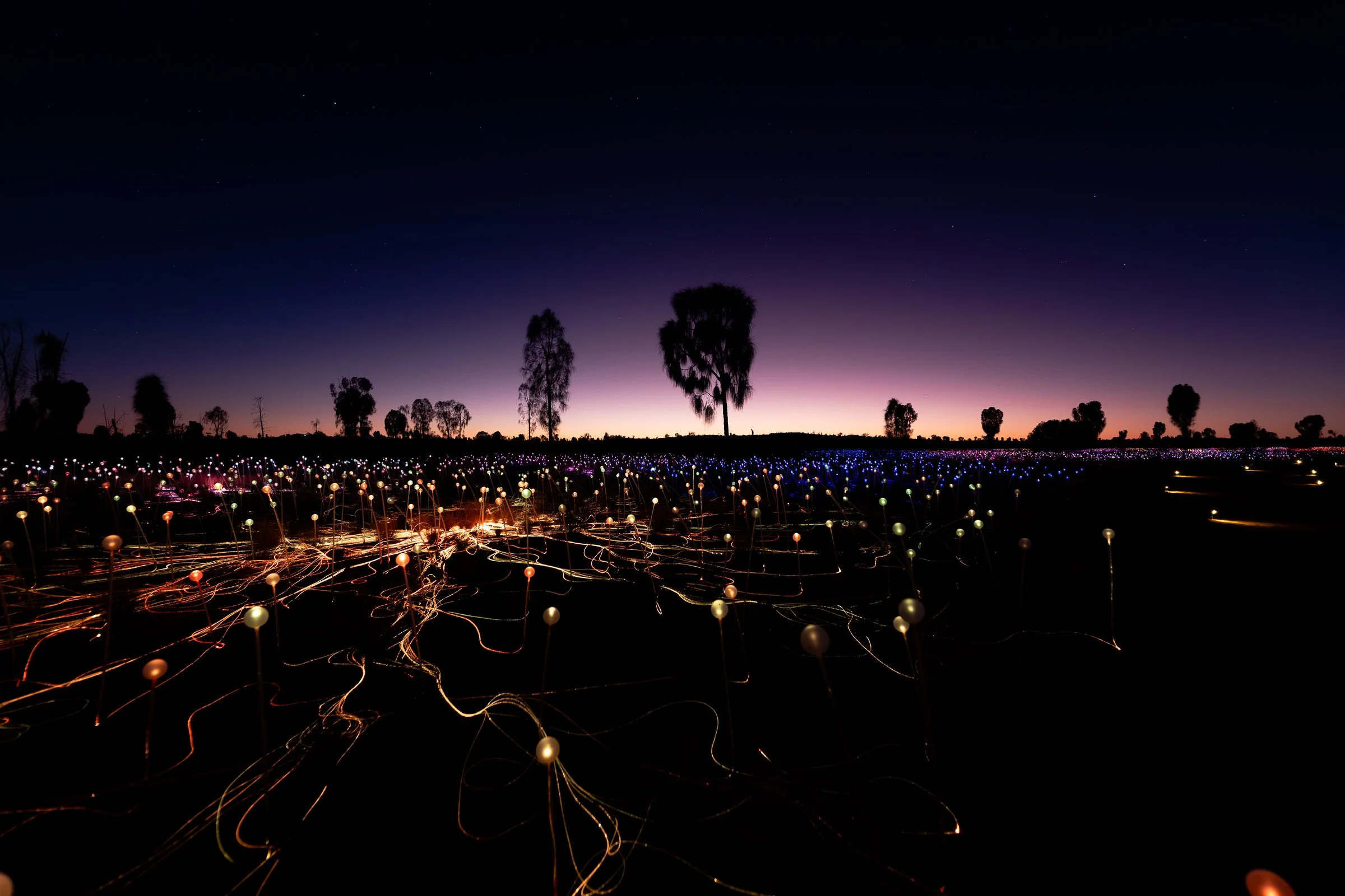 A field at night illuminated by hundreds of small lights arranged in rows, with a dark sky and silhouettes of trees in the background.