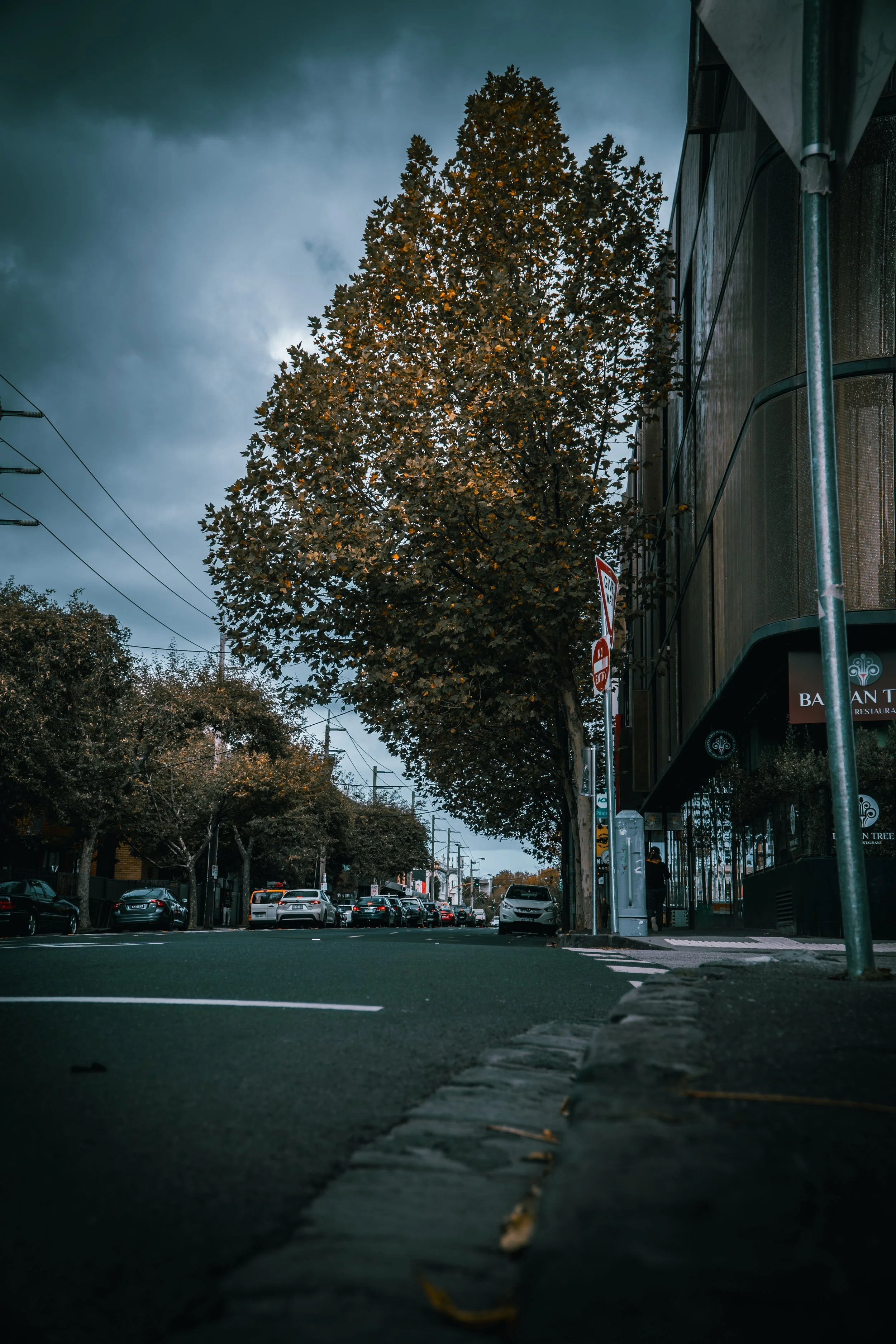 A city street scene with parked cars, large trees, and a modern building during overcast weather.
