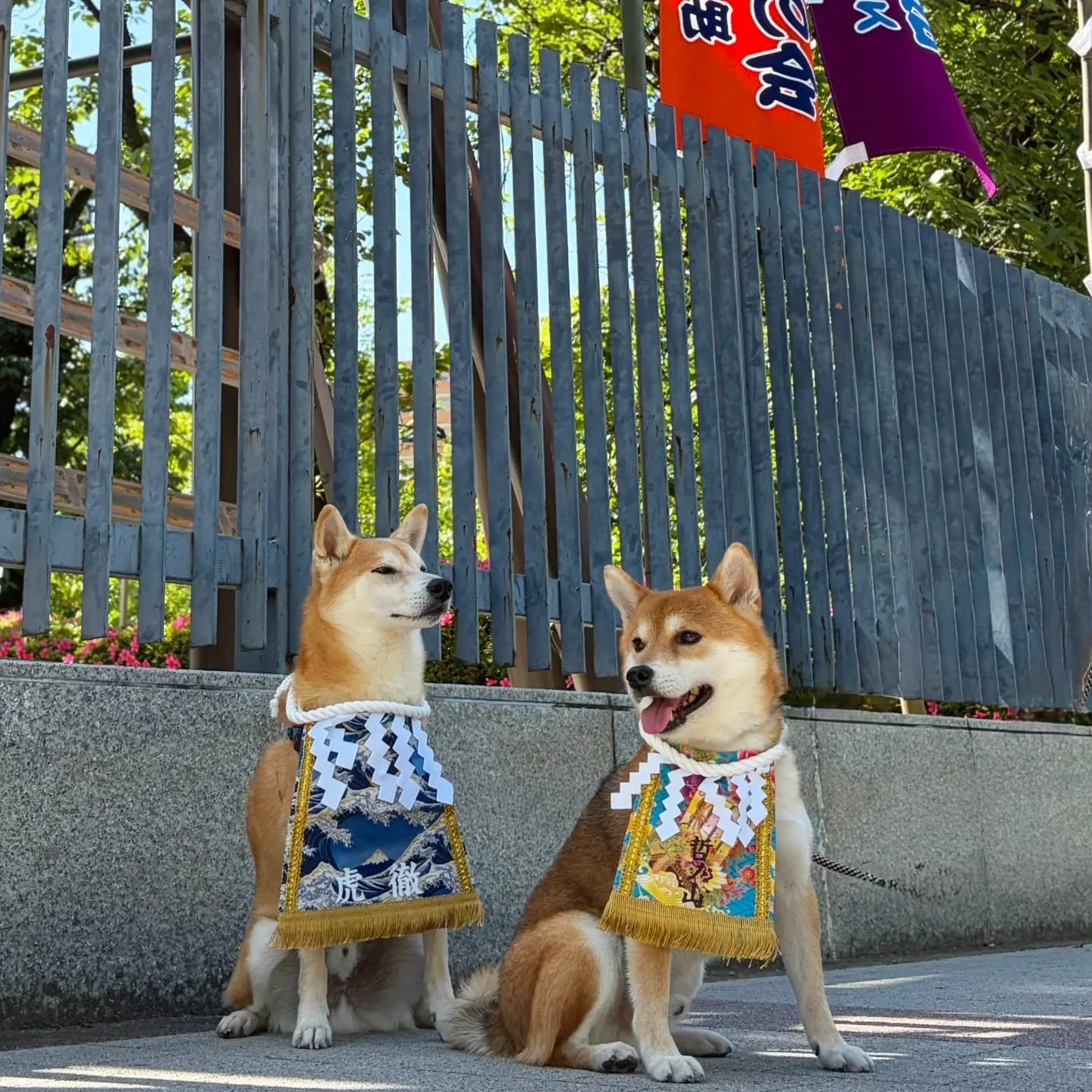 錣山部屋のお友だち💫柴犬の虎徹(こてつ)君から激励のメッセージ写真✨虎徹君のお友だちも一緒に📸
かわいい過ぎますね&hearts;️
ありがとうございます‼️頑張ります💪🔥