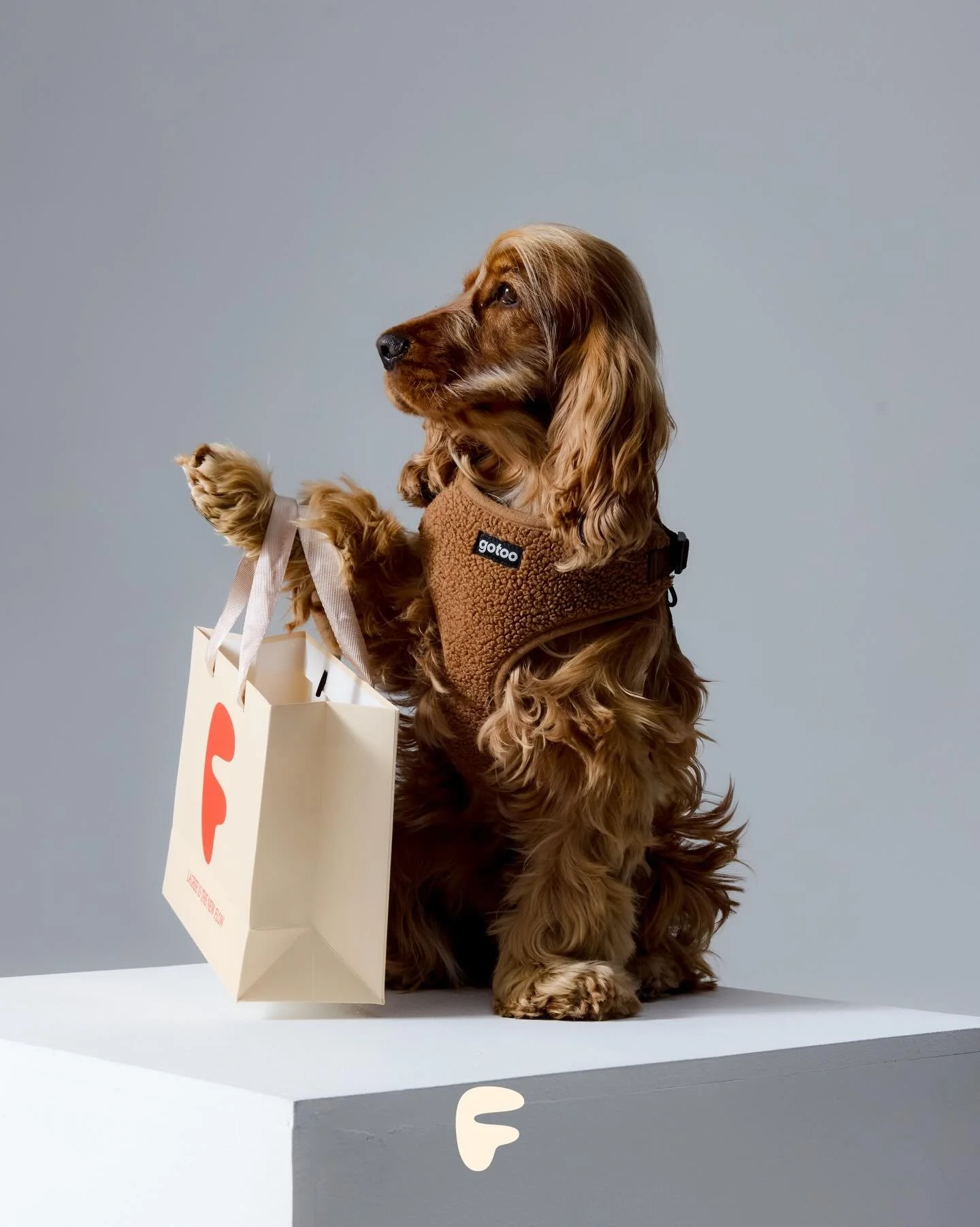 Spotted : votre mascotte Lala, aper&ccedil;ue chez Flow Studio et elle n&rsquo;est pas repartie les pattes vides 🐶

Viens d&eacute;couvrir la nouvelle collection au studio 🧡