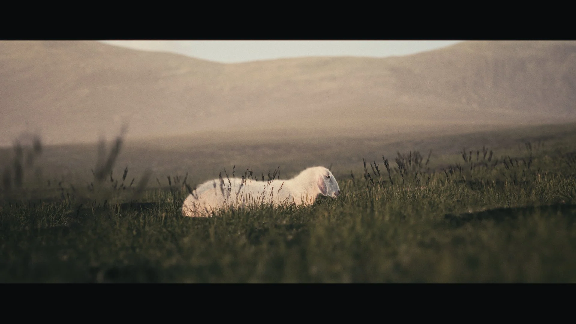 A lone white sheep resting in green pasture below misty hills, Psalm 23 worship motion background for church