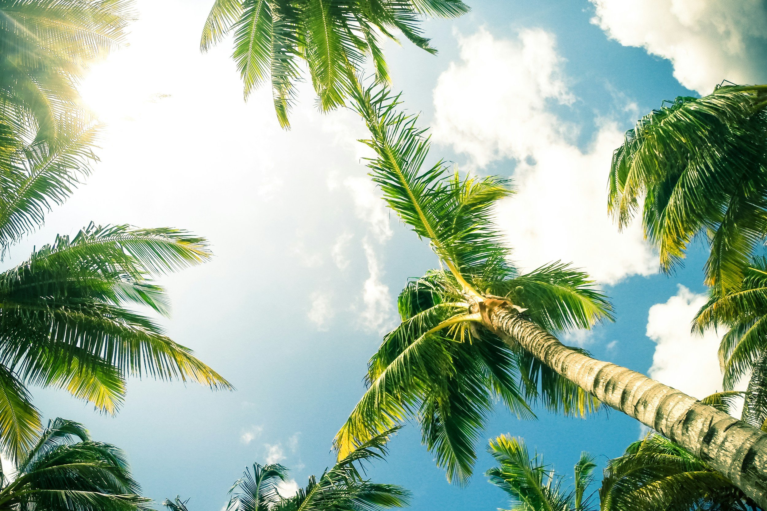 Tall palm trees under a bright blue sky with some white clouds, sunlight shining through the leaves.