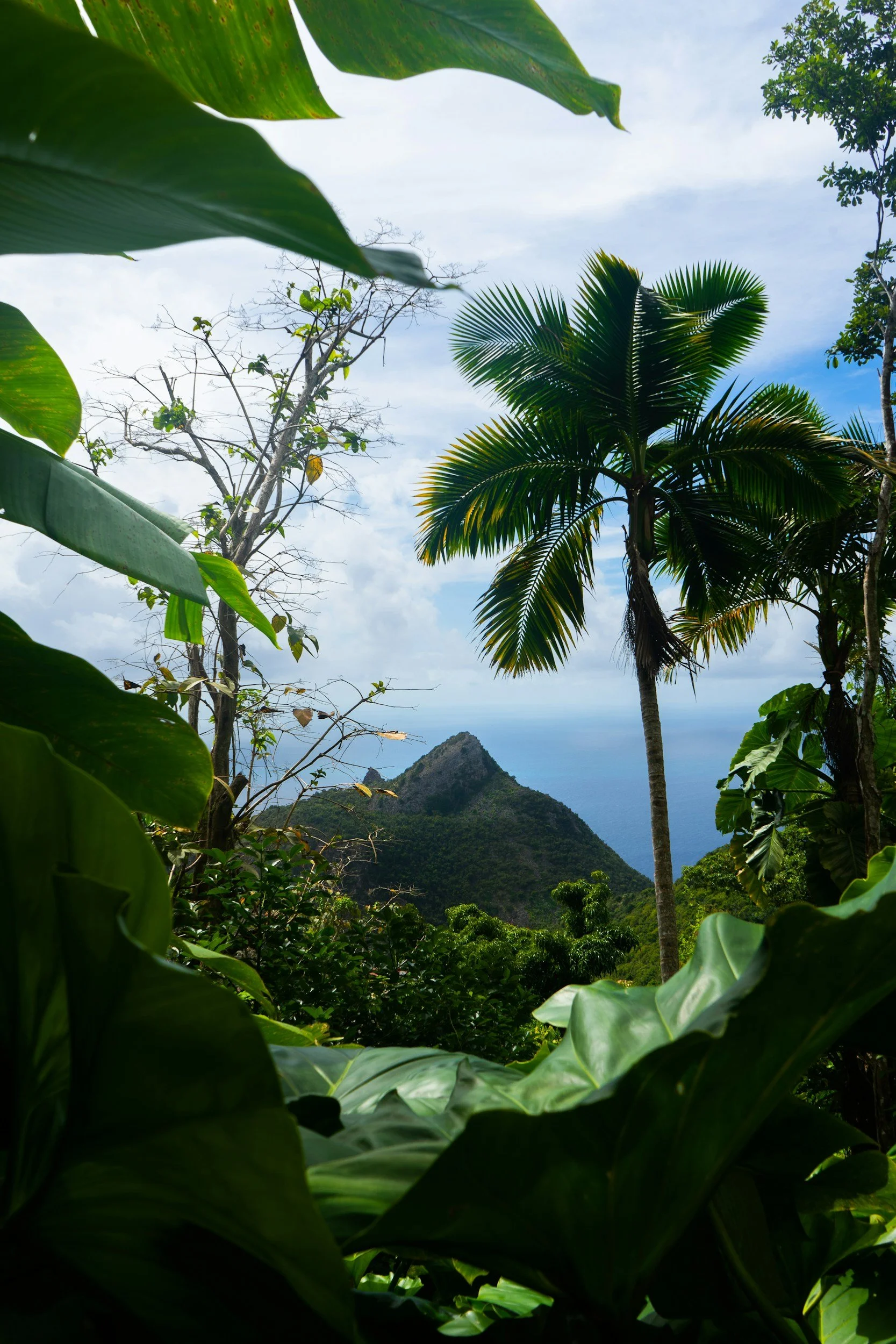 Lush tropical jungle scene with large green leaves, a tall palm tree, a mountain in the distance, blue sky with clouds, and the ocean in the background.