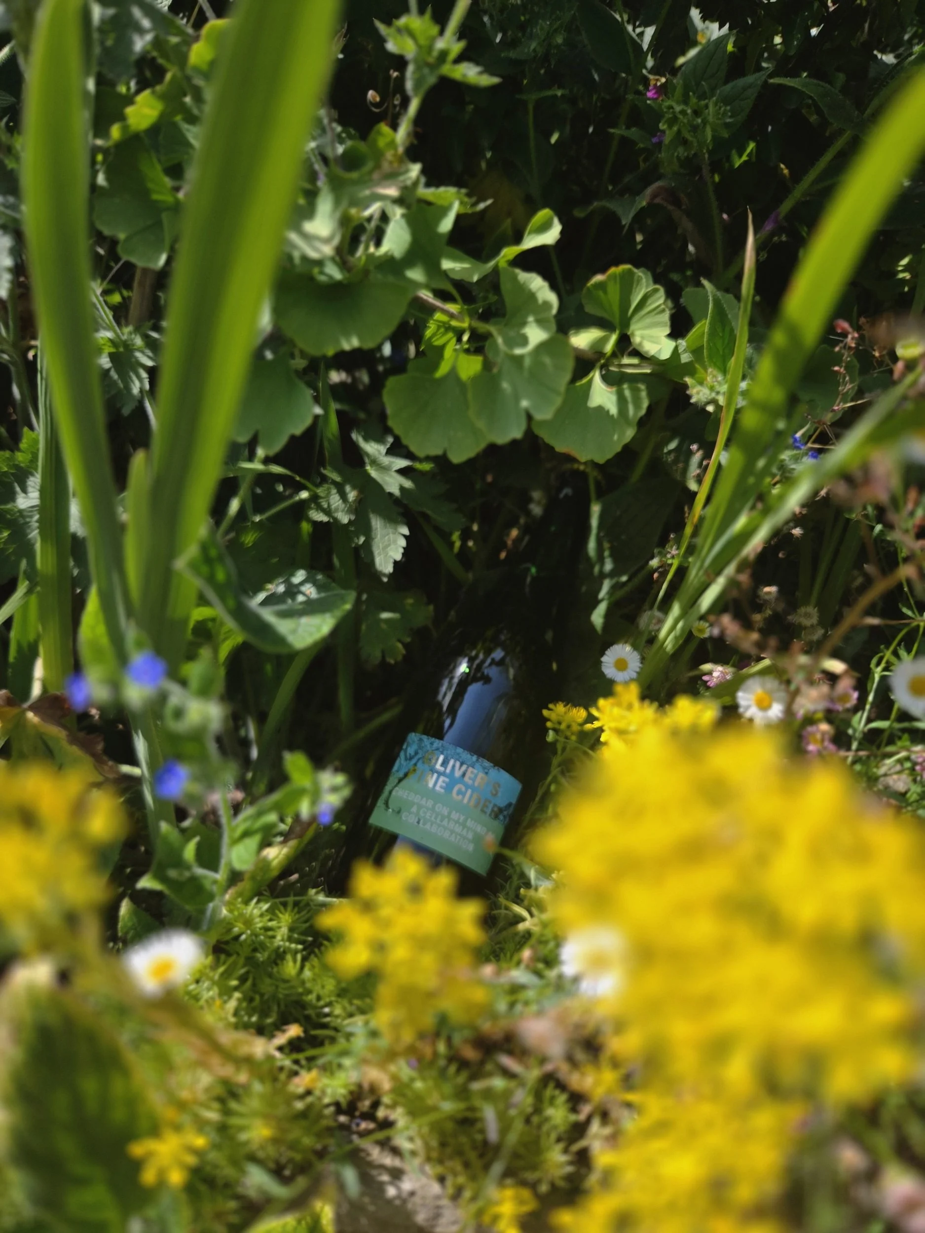One of Cheese Riot, Sheffields Award Winning best small cheese pairing experience business winner, ciders which are paired with different cheeses - pictured in green garden profile