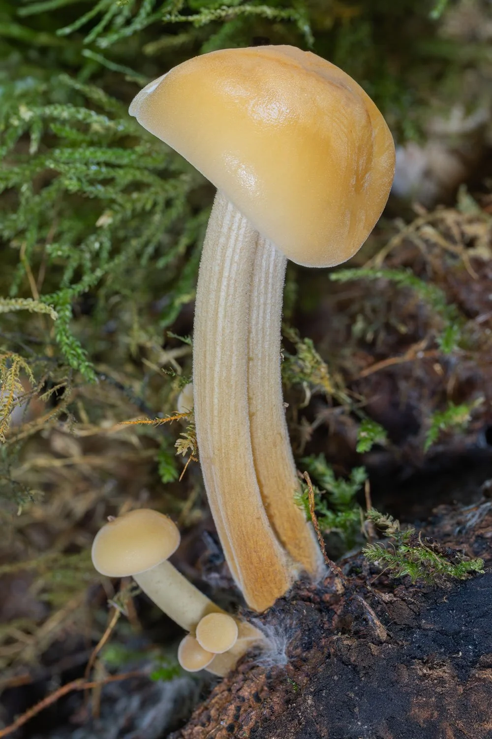 Macro11.jpg