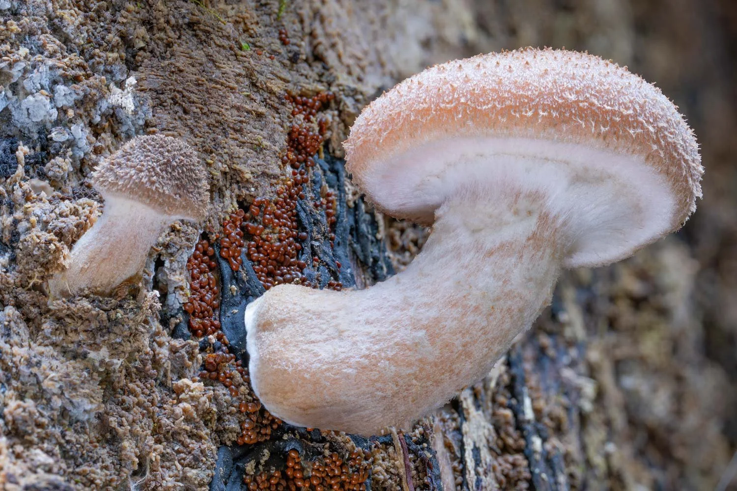 Fungi