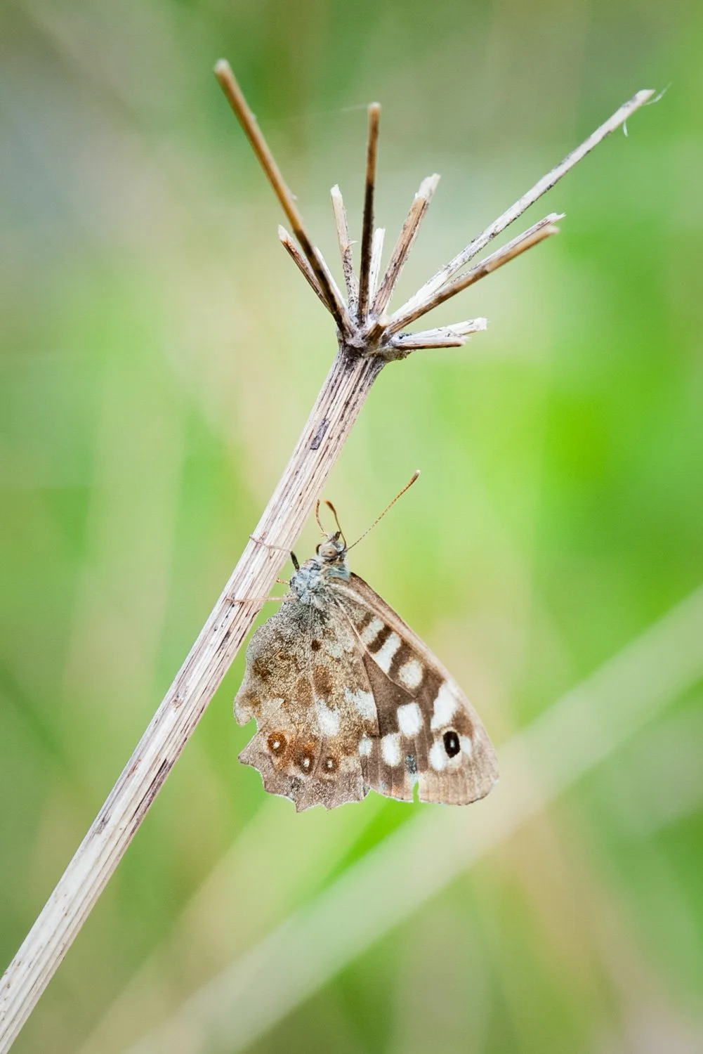 Macro03.jpg