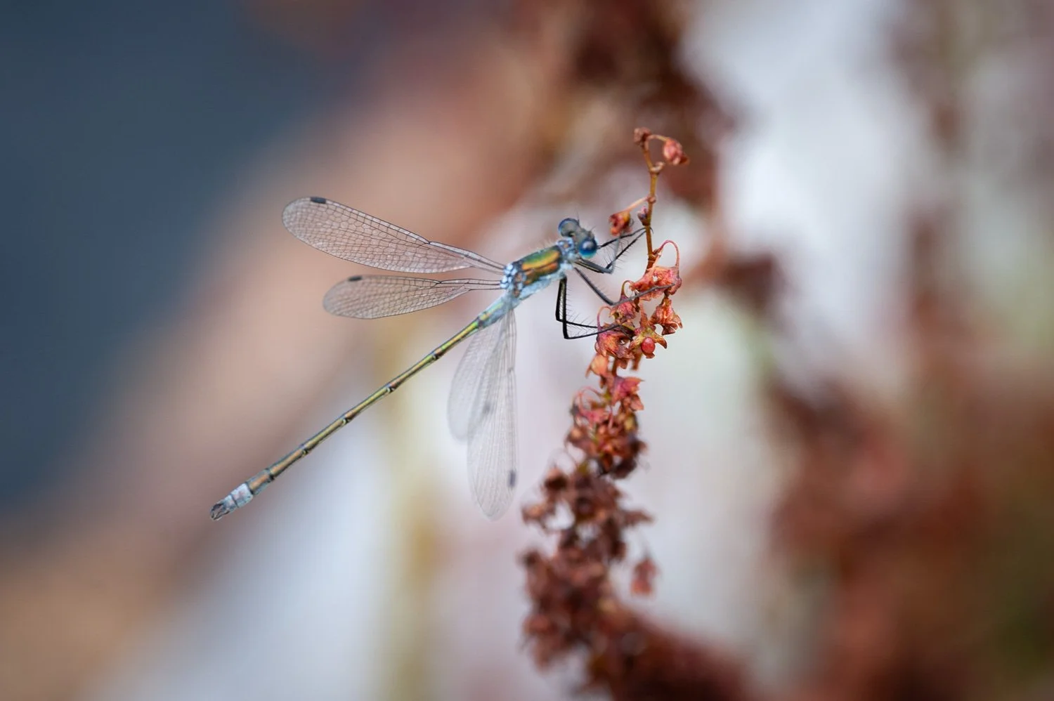Macro04.jpg