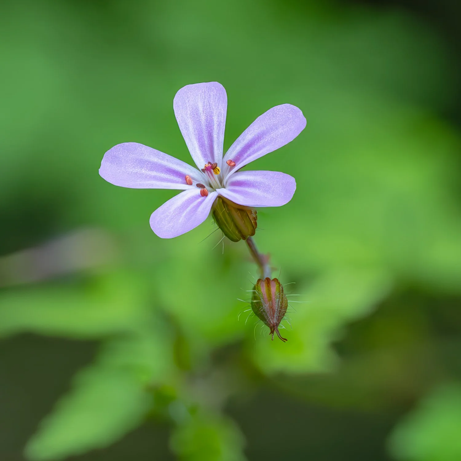 Macro07.jpg
