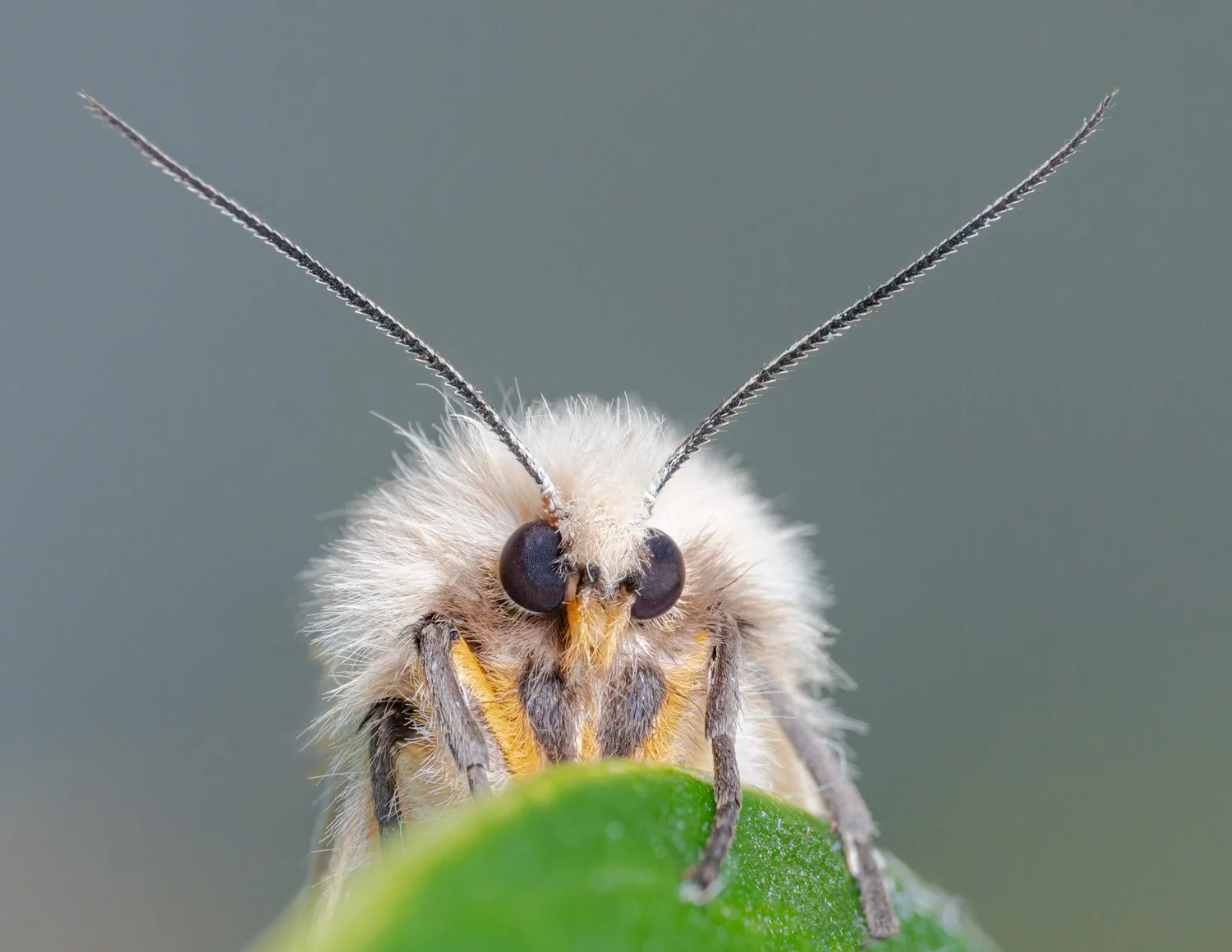Macro08.jpg