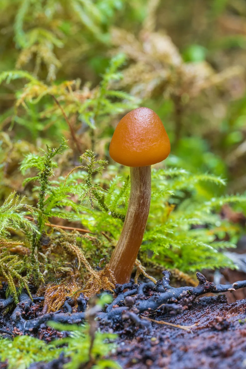 Macro09.jpg