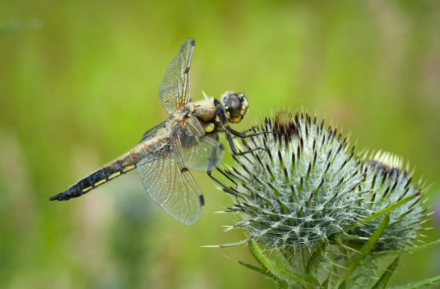 Insects