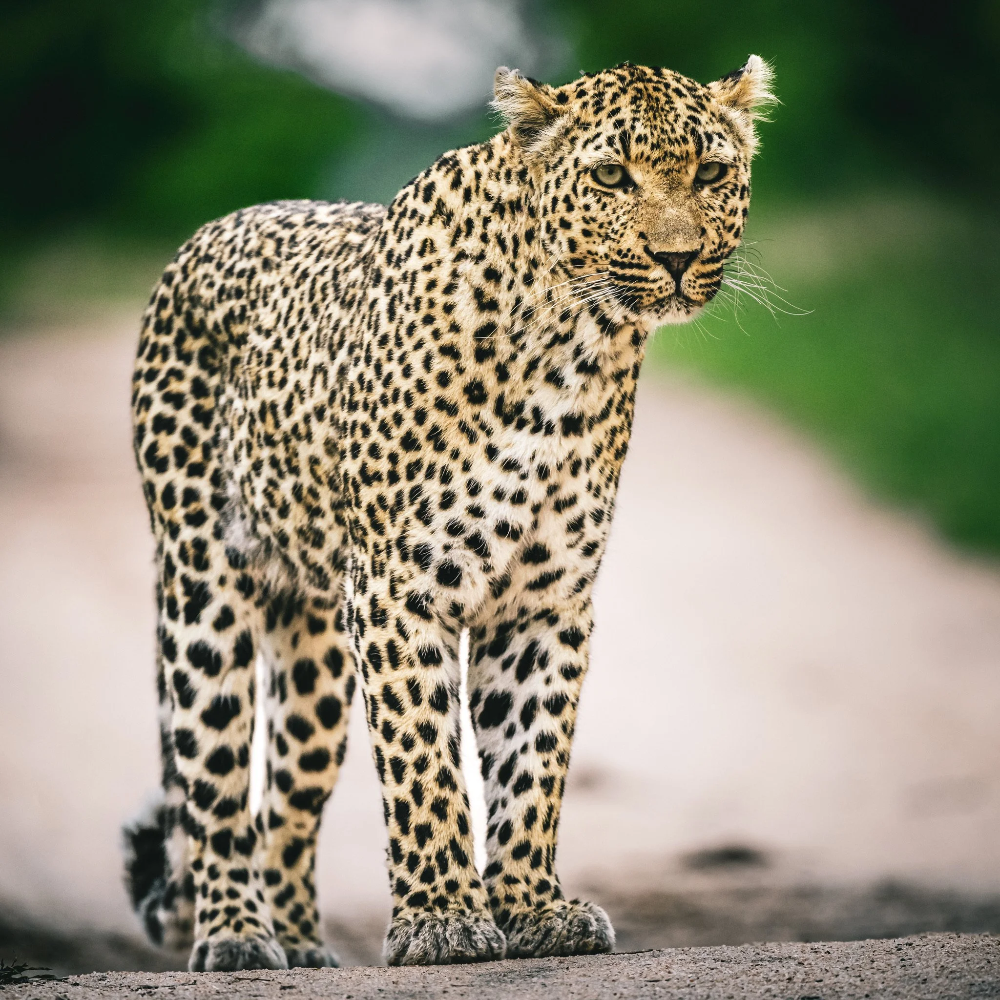 Leopard in the open