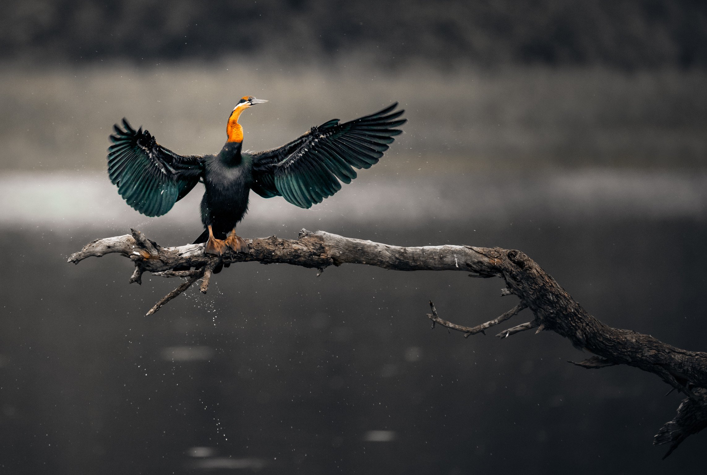 African Darter
