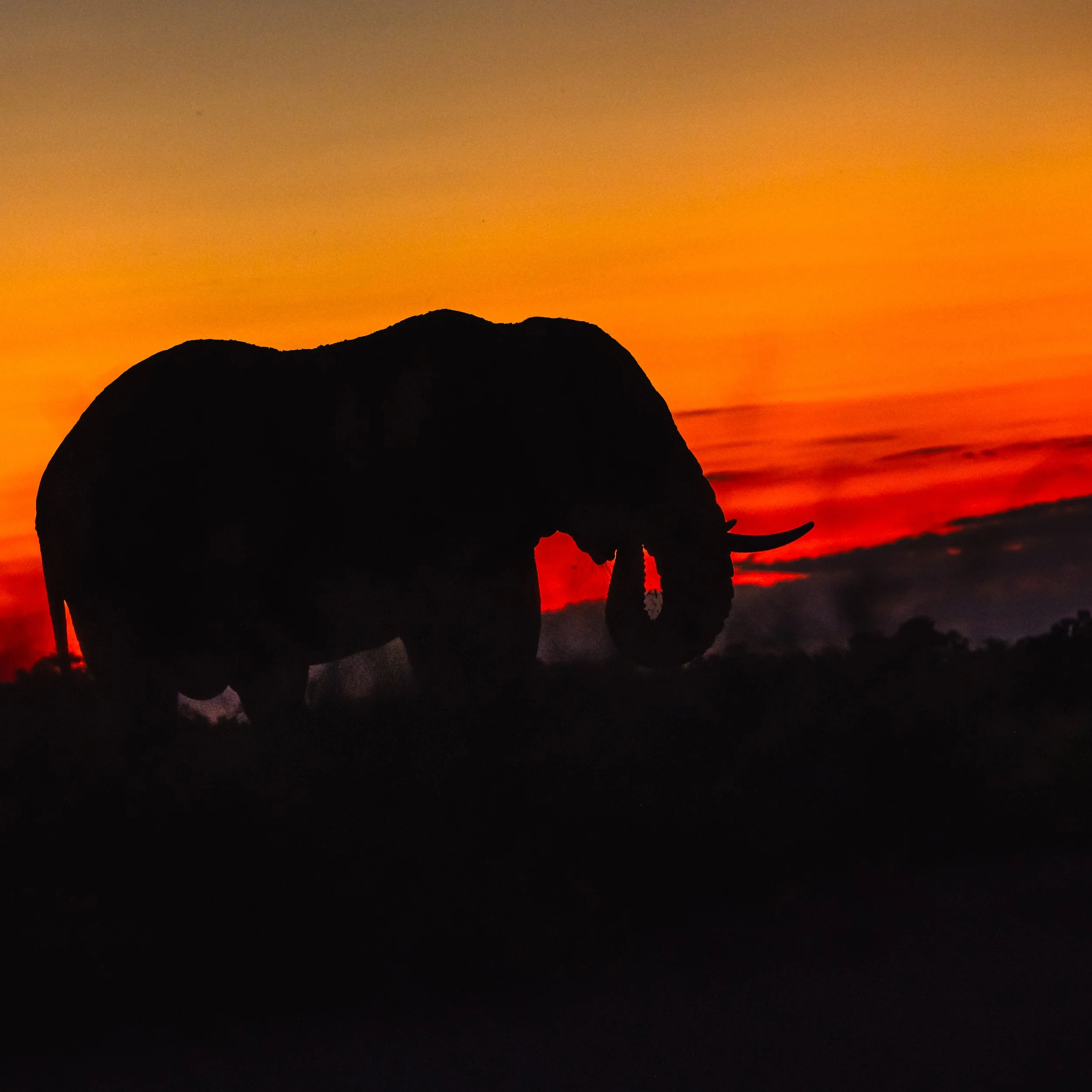 Sunset silhouette